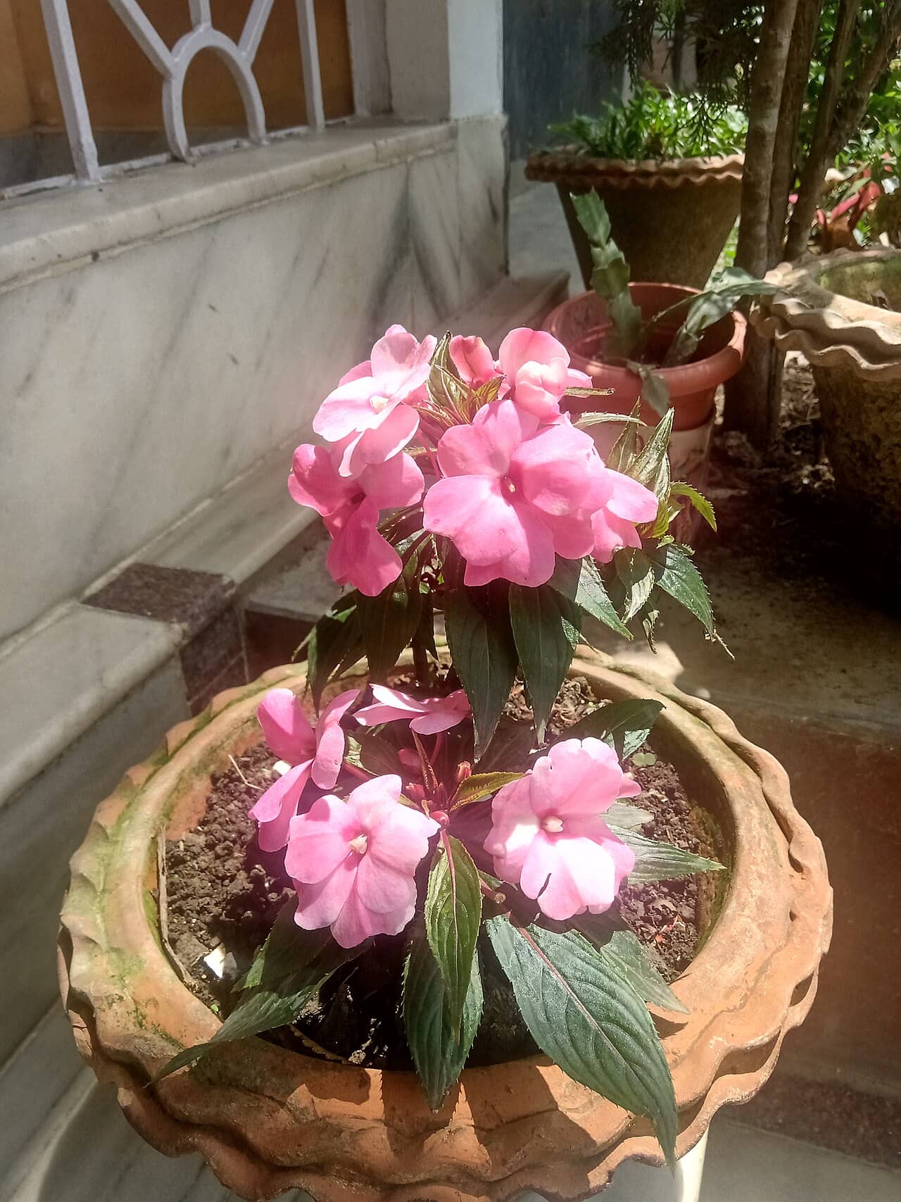 Impatiens hawkeri (Impatiens hawkeri) growing in a pot.