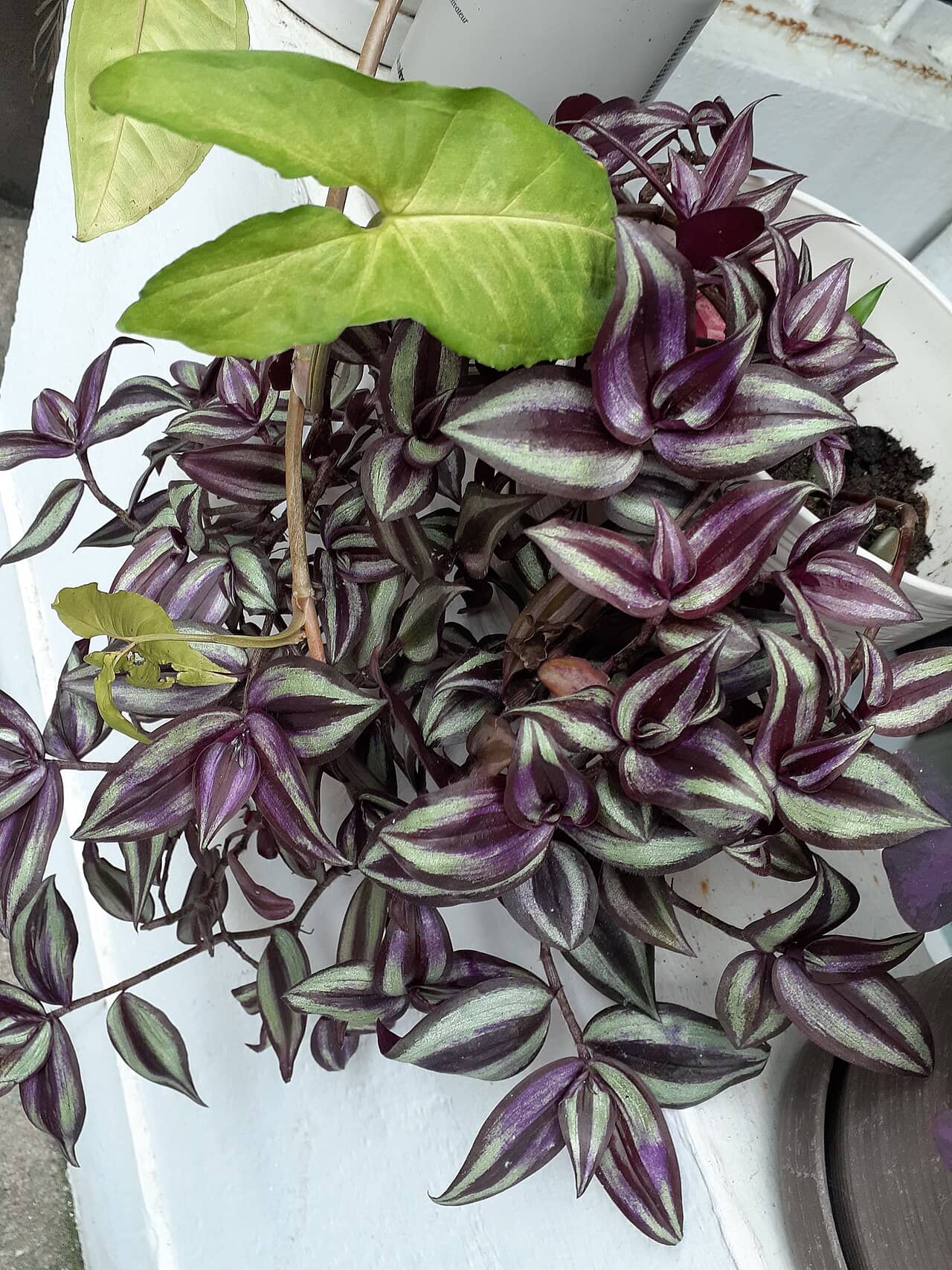 Inch plant (Tradescantia zebrina), the whole plant.