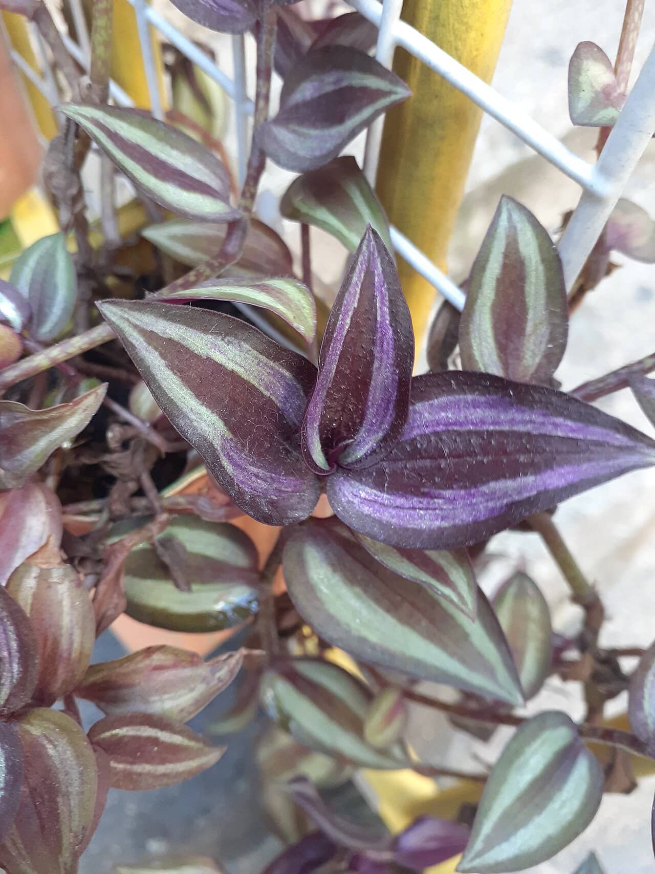 Close view of Inch plant (Tradescantia zebrina) foliage.
