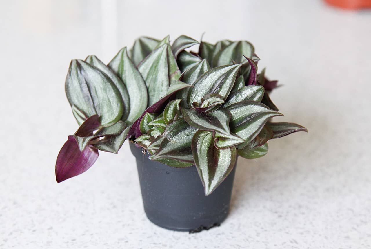 Inch plant (Tradescantia zebrina) growing in a pot.