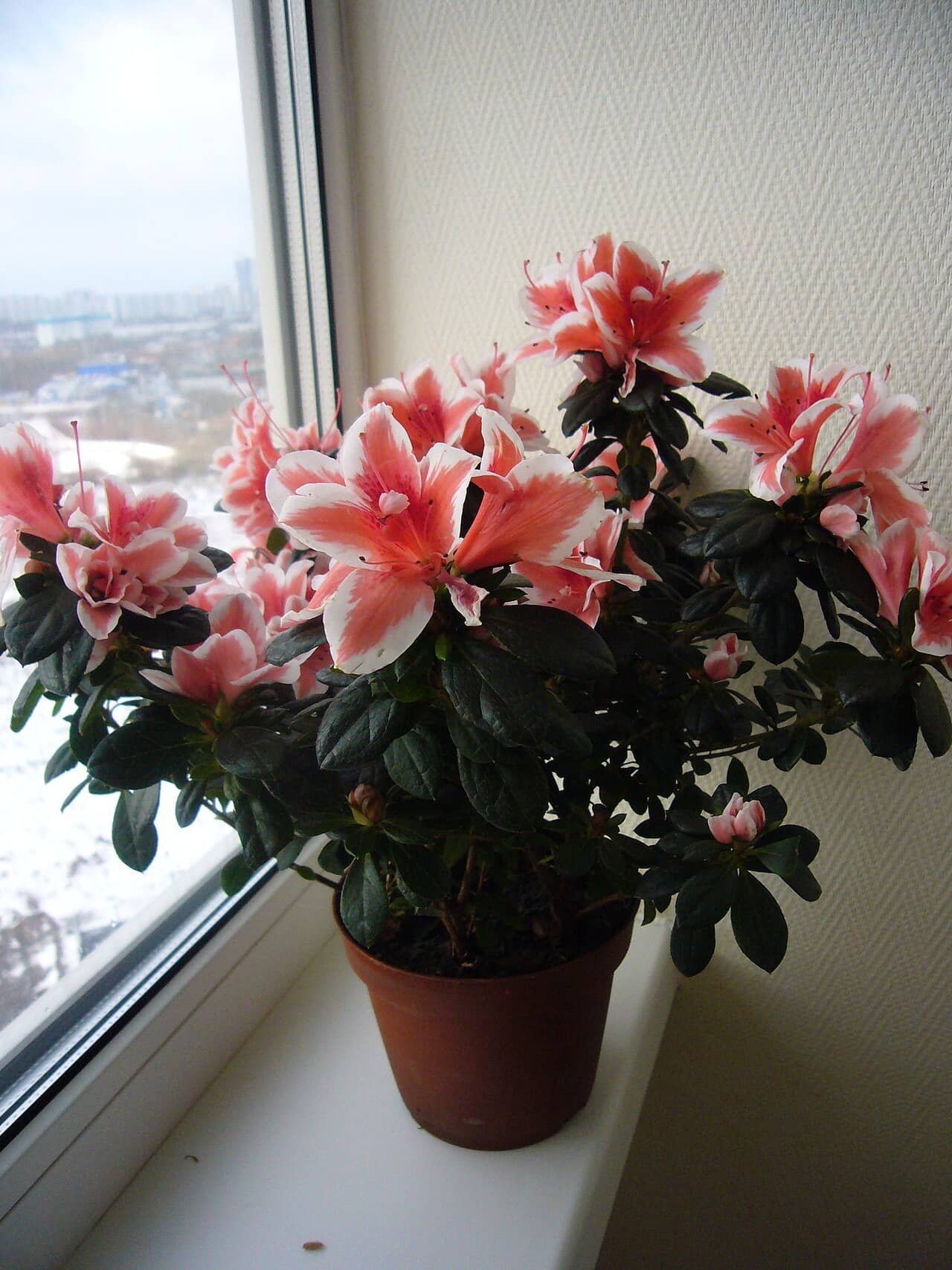 Indian azalea (Rhododendron simsii), the whole plant.