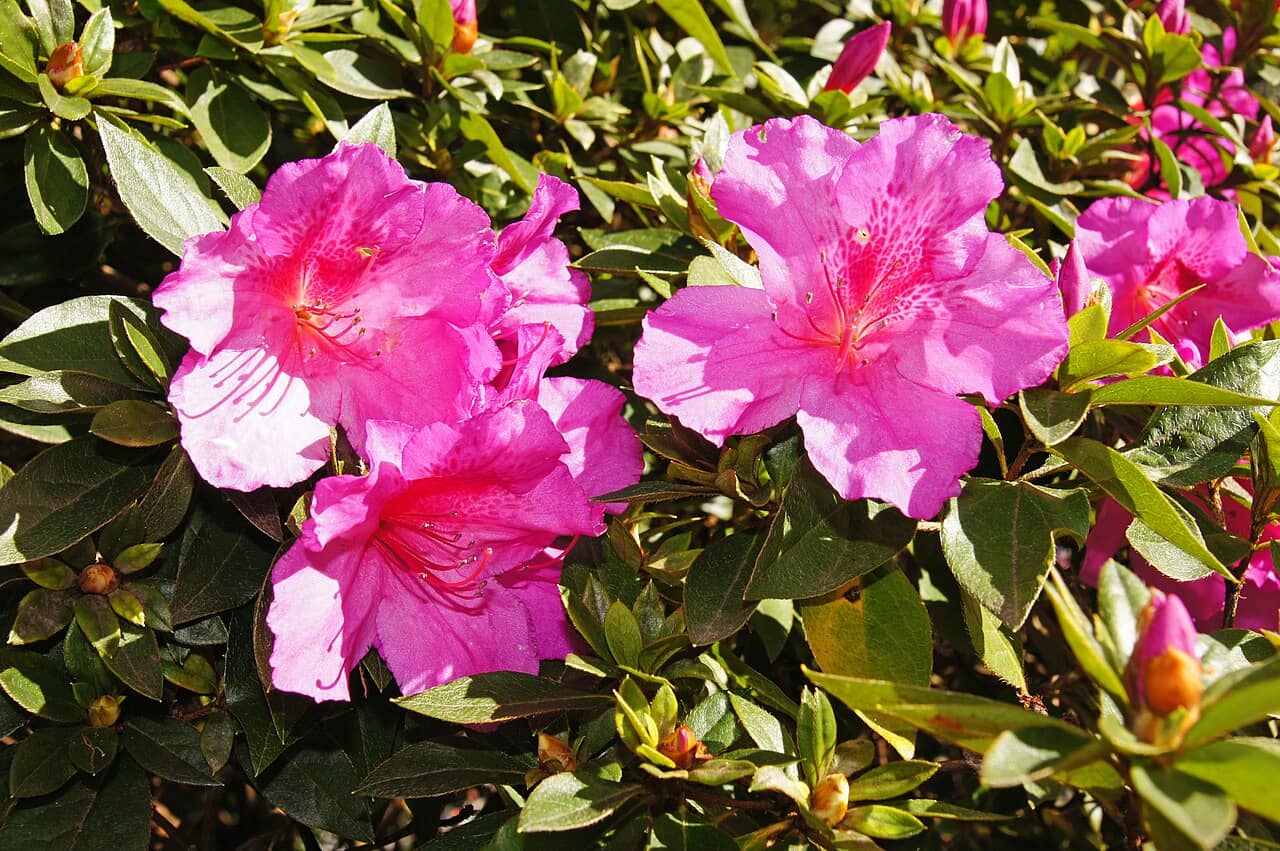 Flowers of Indian azalea (Rhododendron simsii).