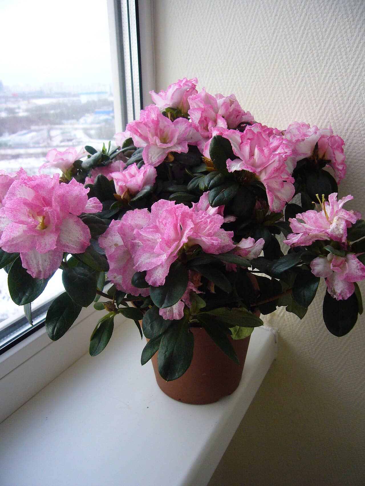 Indian azalea (Rhododendron simsii) growing in a pot.