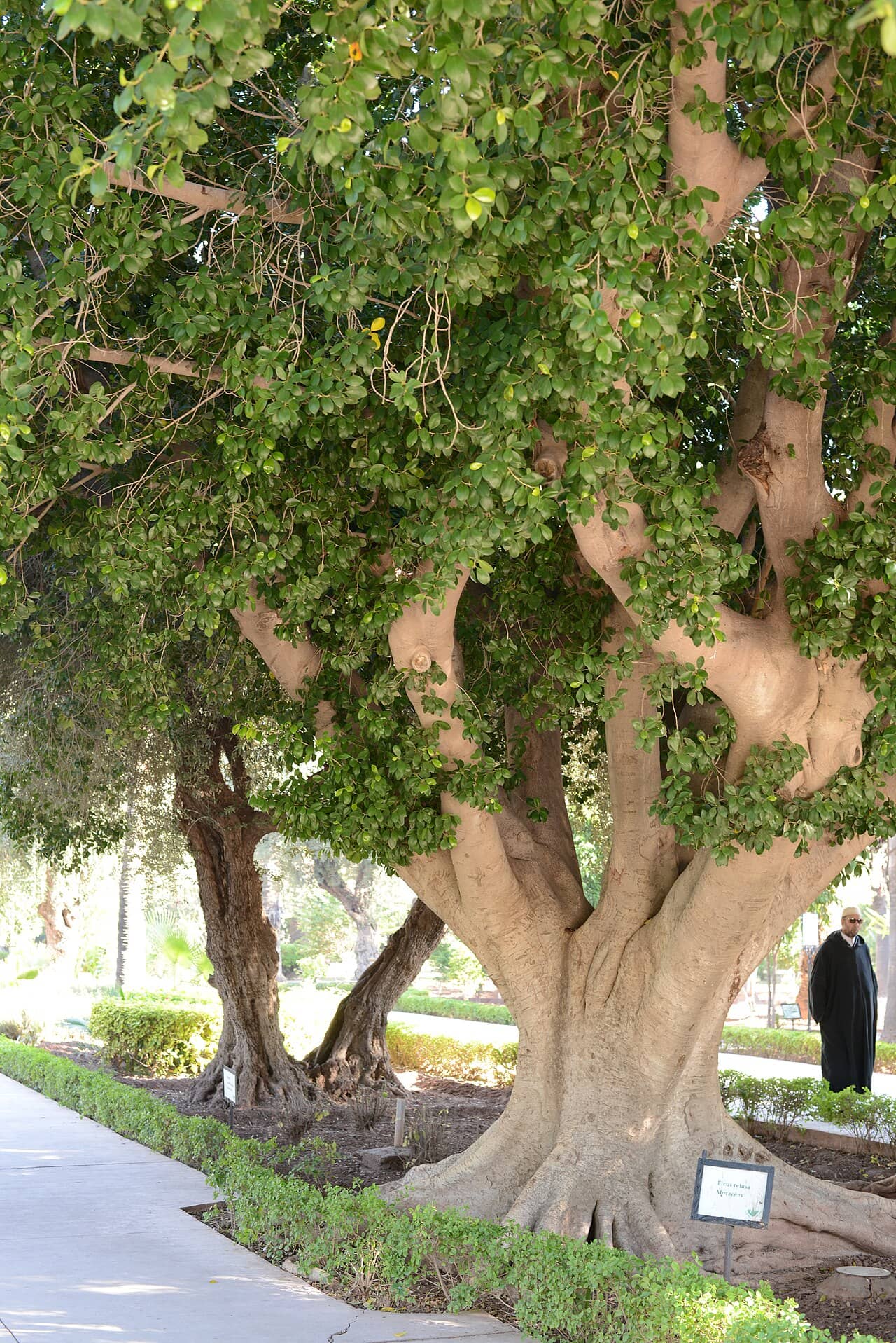 Indian Laurel (Ficus retusa), the whole plant.