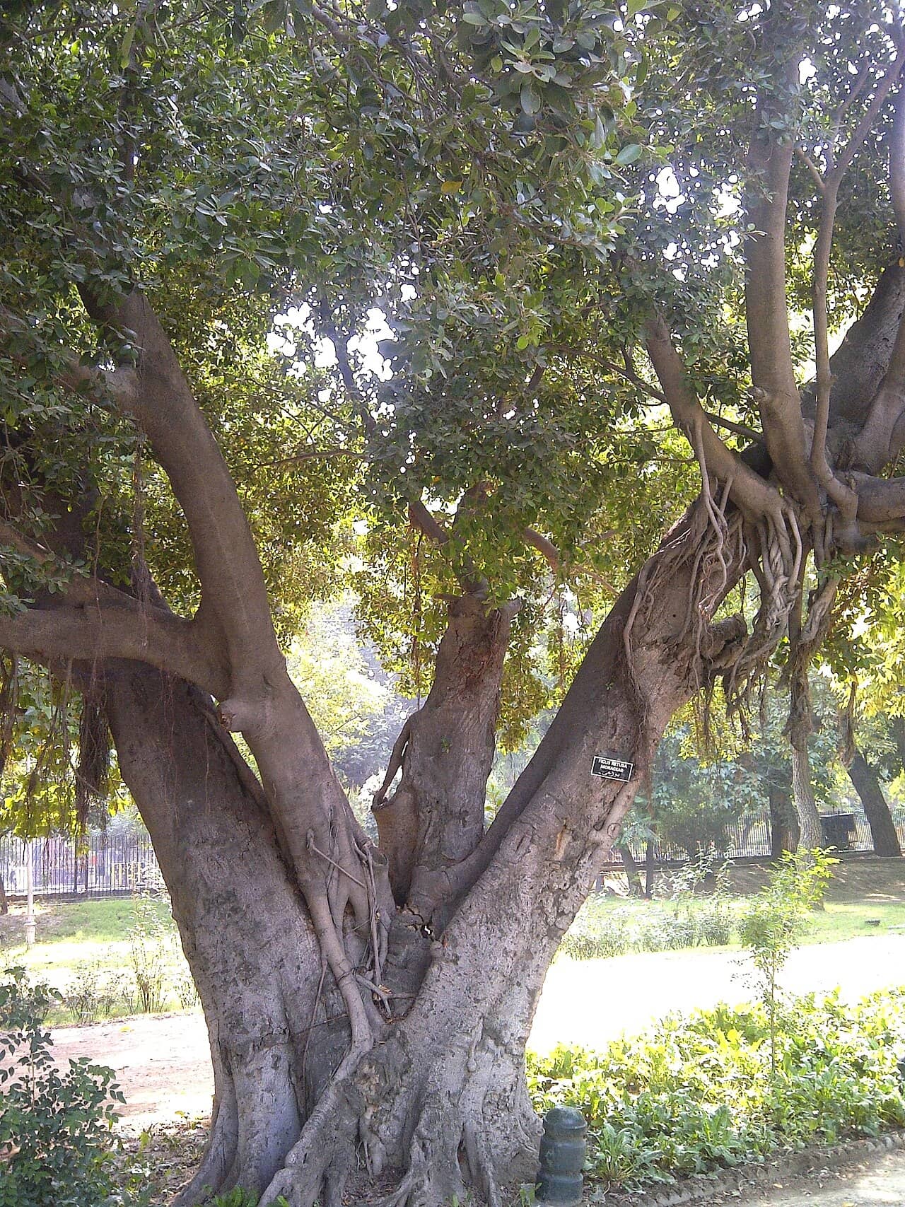 Indian Laurel (Ficus retusa) growing wild.