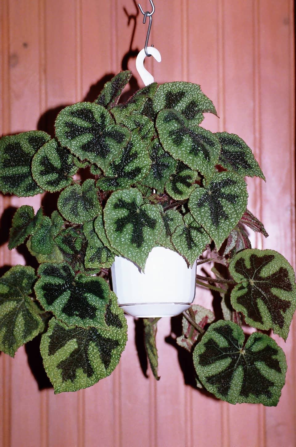 Iron Cross Begonia (Begonia masoniana), the whole plant.
