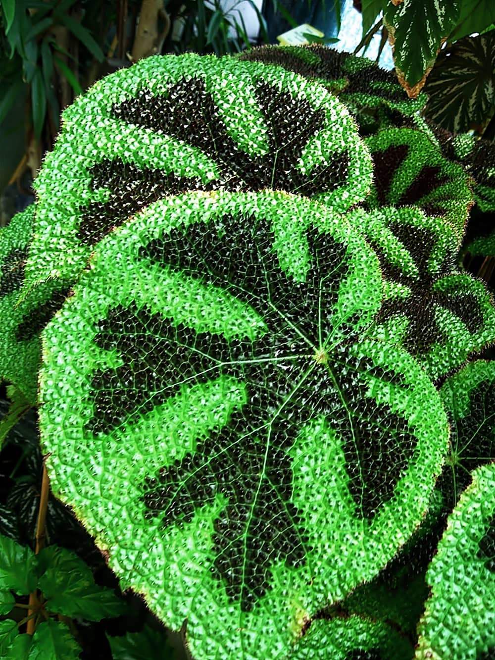 Close view of Iron Cross Begonia (Begonia masoniana) foliage.