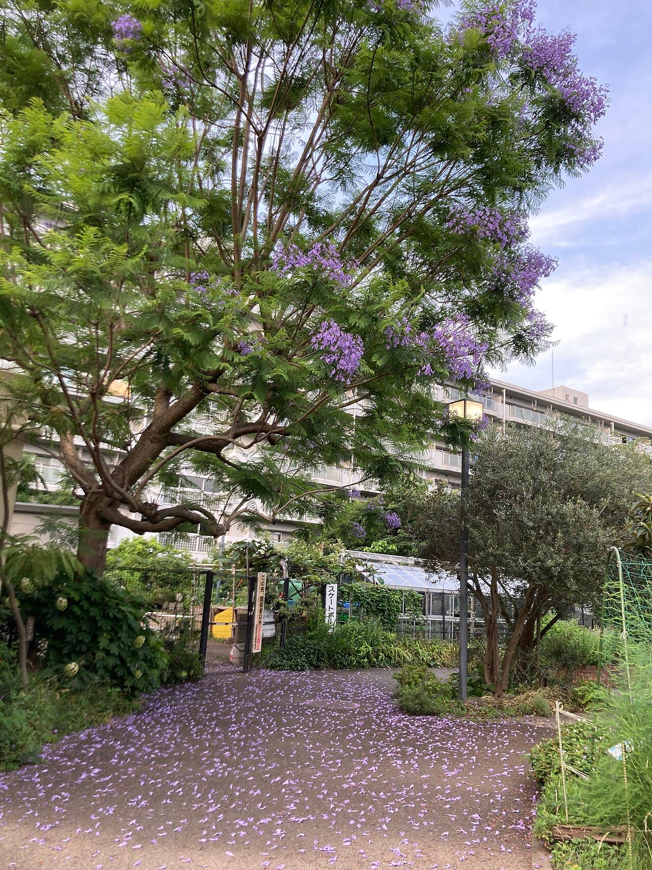 Jacaranda (Jacaranda mimosifolia), the whole plant.