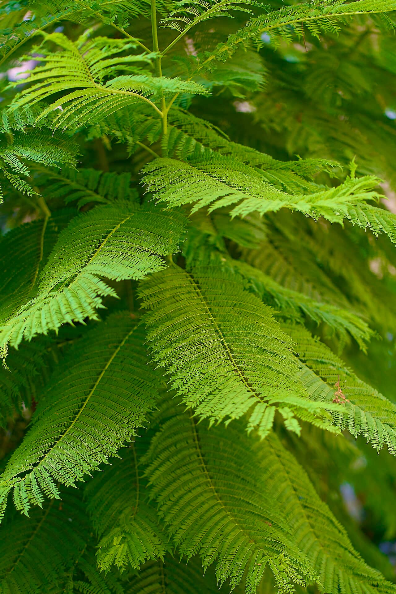Close view of Jacaranda (Jacaranda mimosifolia) foliage.