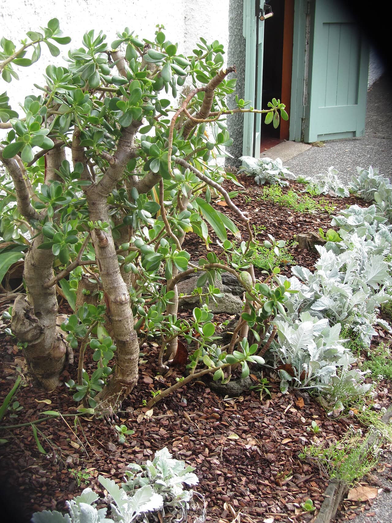 Jade plant (Crassula ovata), the whole plant.