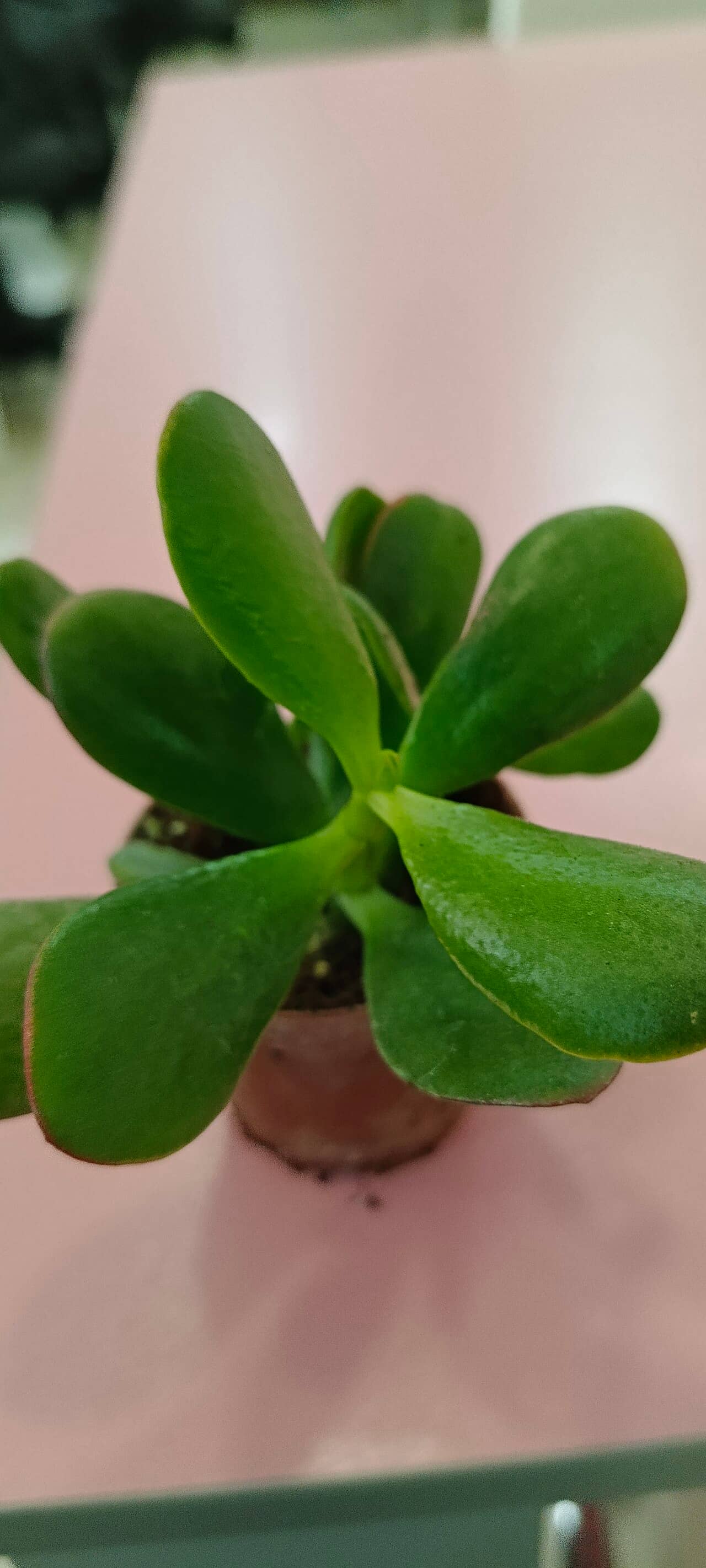 Close view of Jade plant (Crassula ovata) foliage.