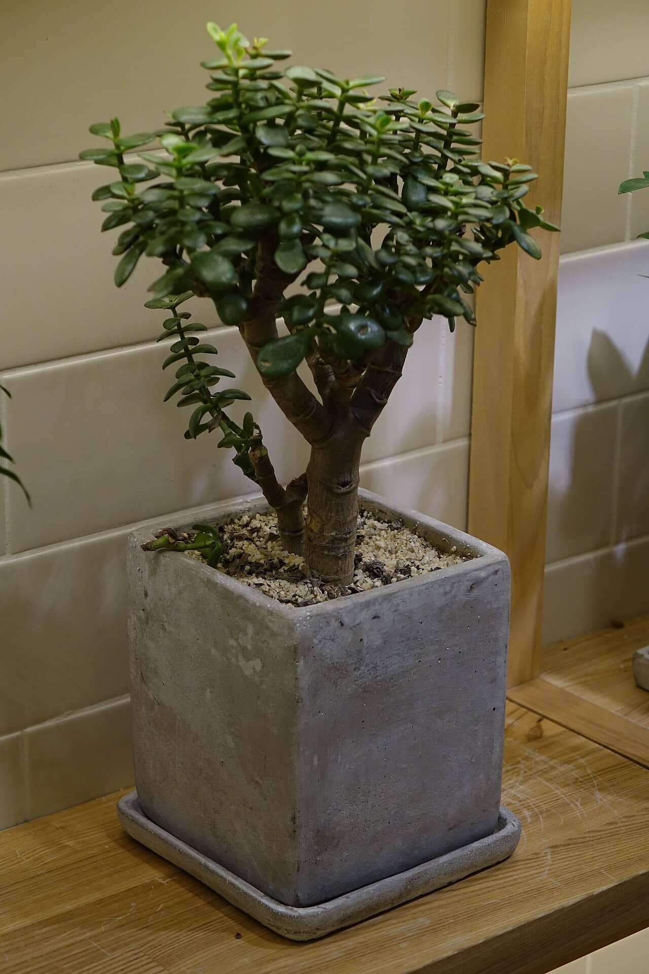 Jade plant (Crassula ovata) growing in a pot.