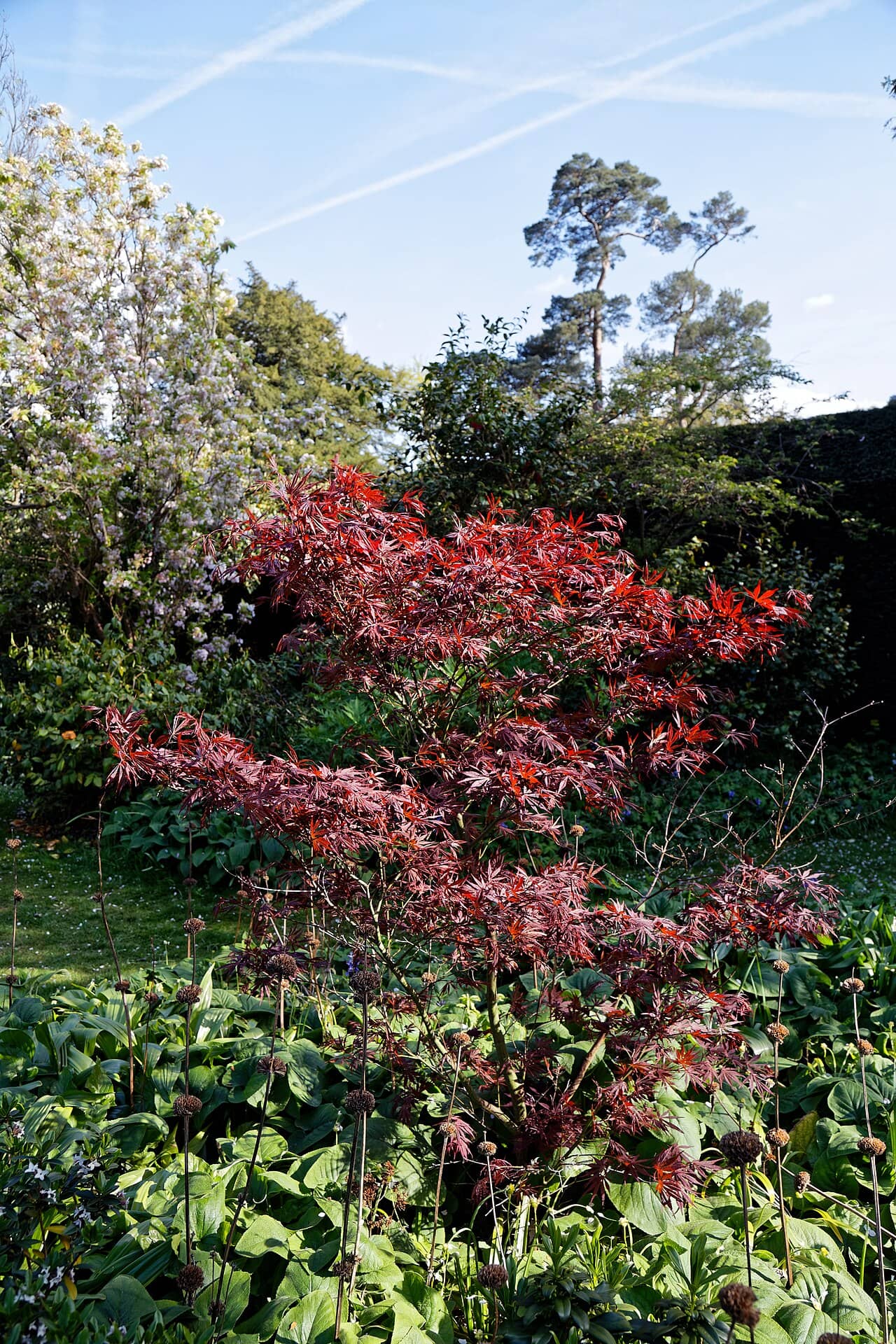 Japanese maple (Acer palmatum), the whole plant.