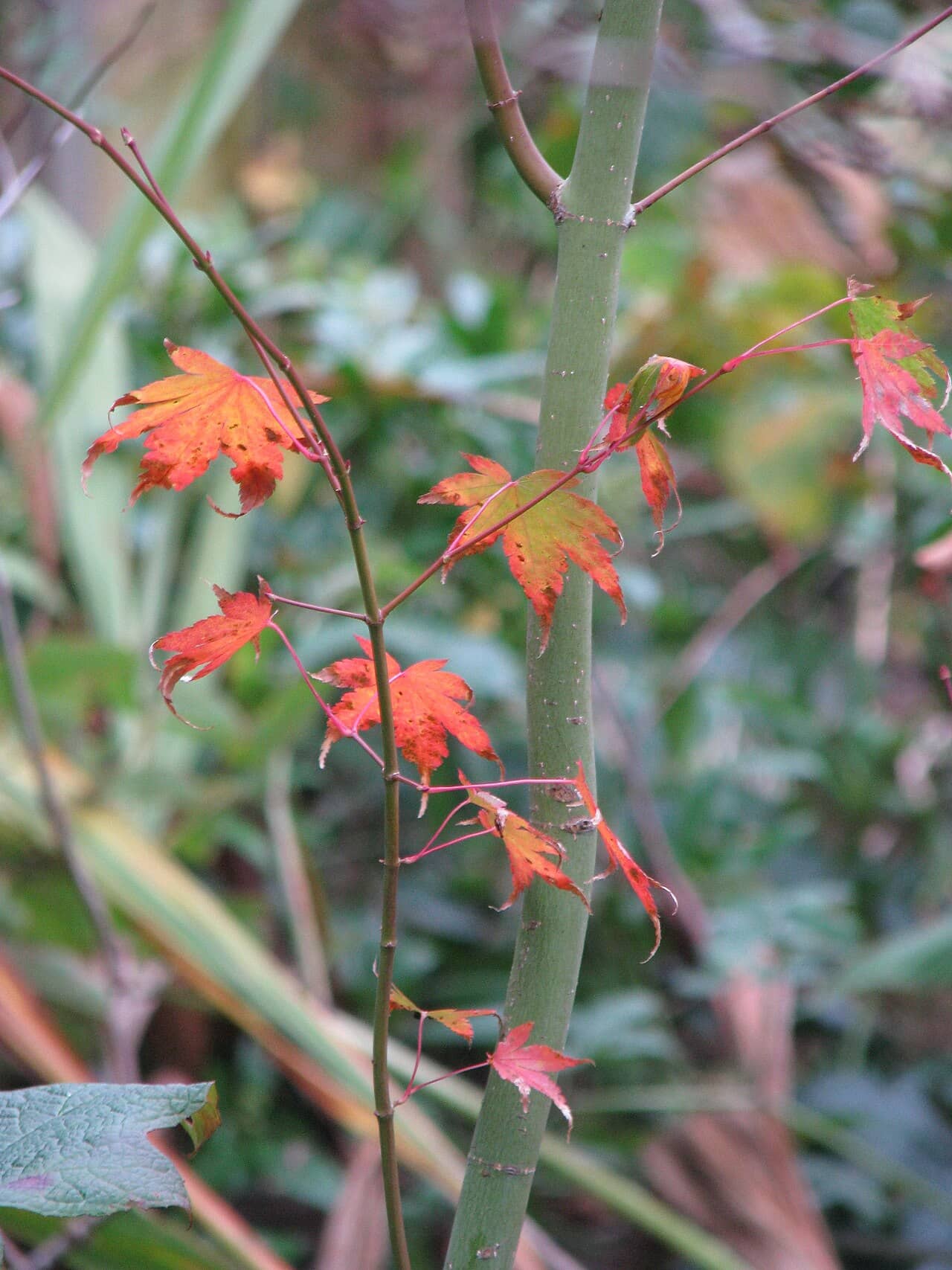 Close view of Japanese maple (Acer palmatum) foliage.
