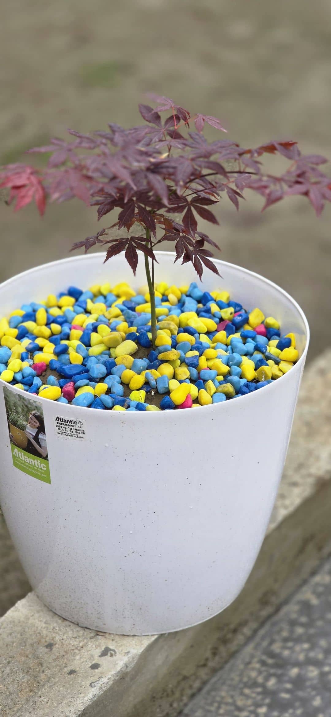 Japanese maple (Acer palmatum) growing in a pot.