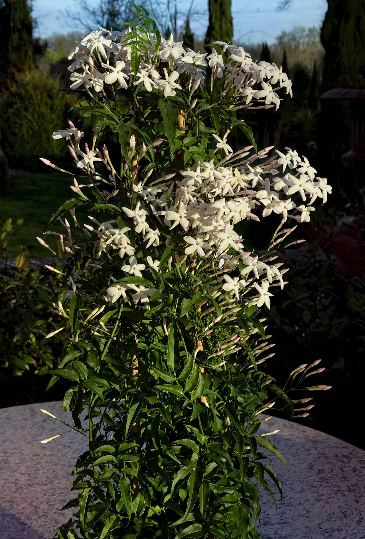 Pink jasmine (Jasminum polyanthum), the whole plant.