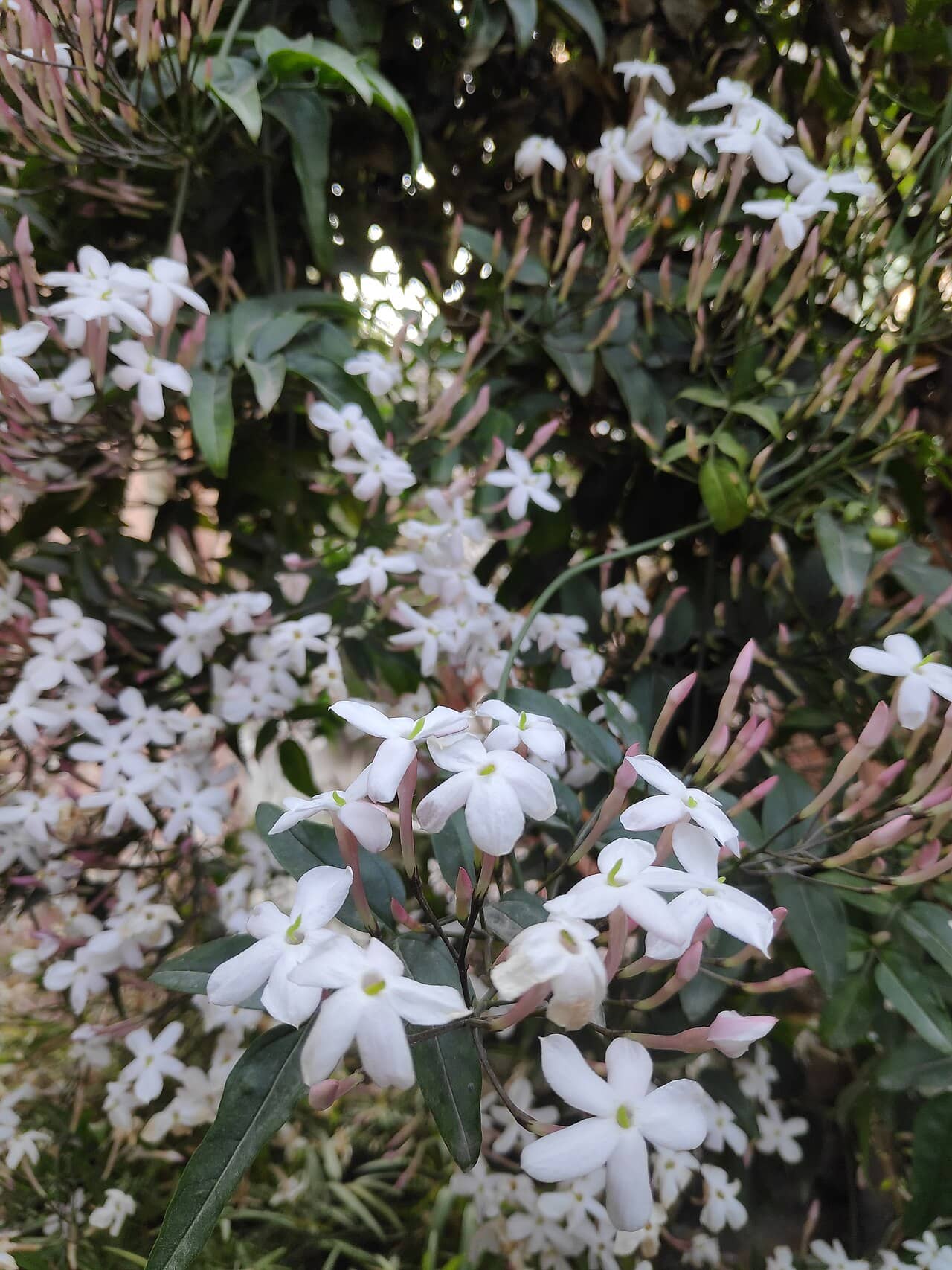 Flowers of Pink jasmine (Jasminum polyanthum).