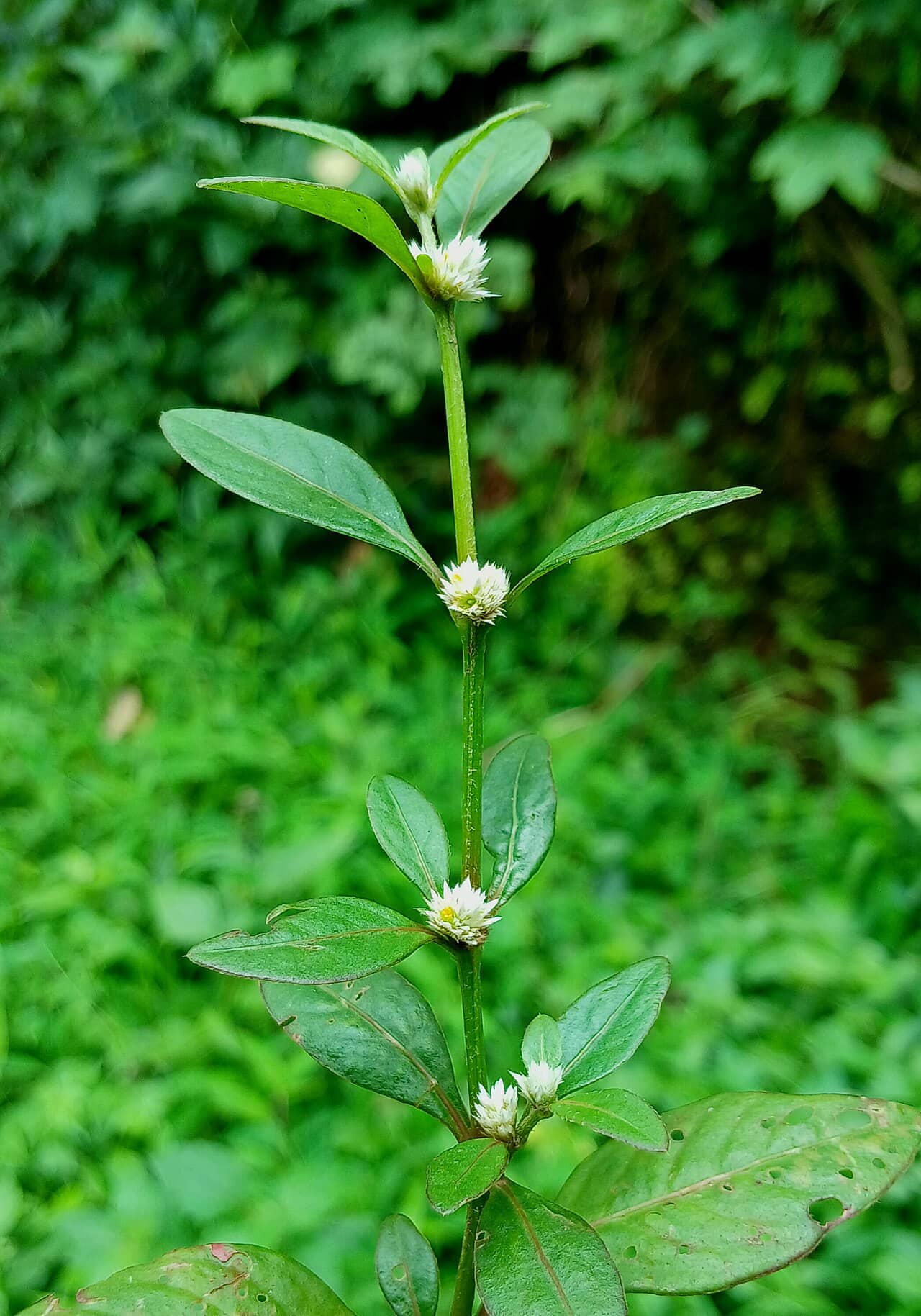 Joseph's Coat (Alternanthera ficoidea), the whole plant.