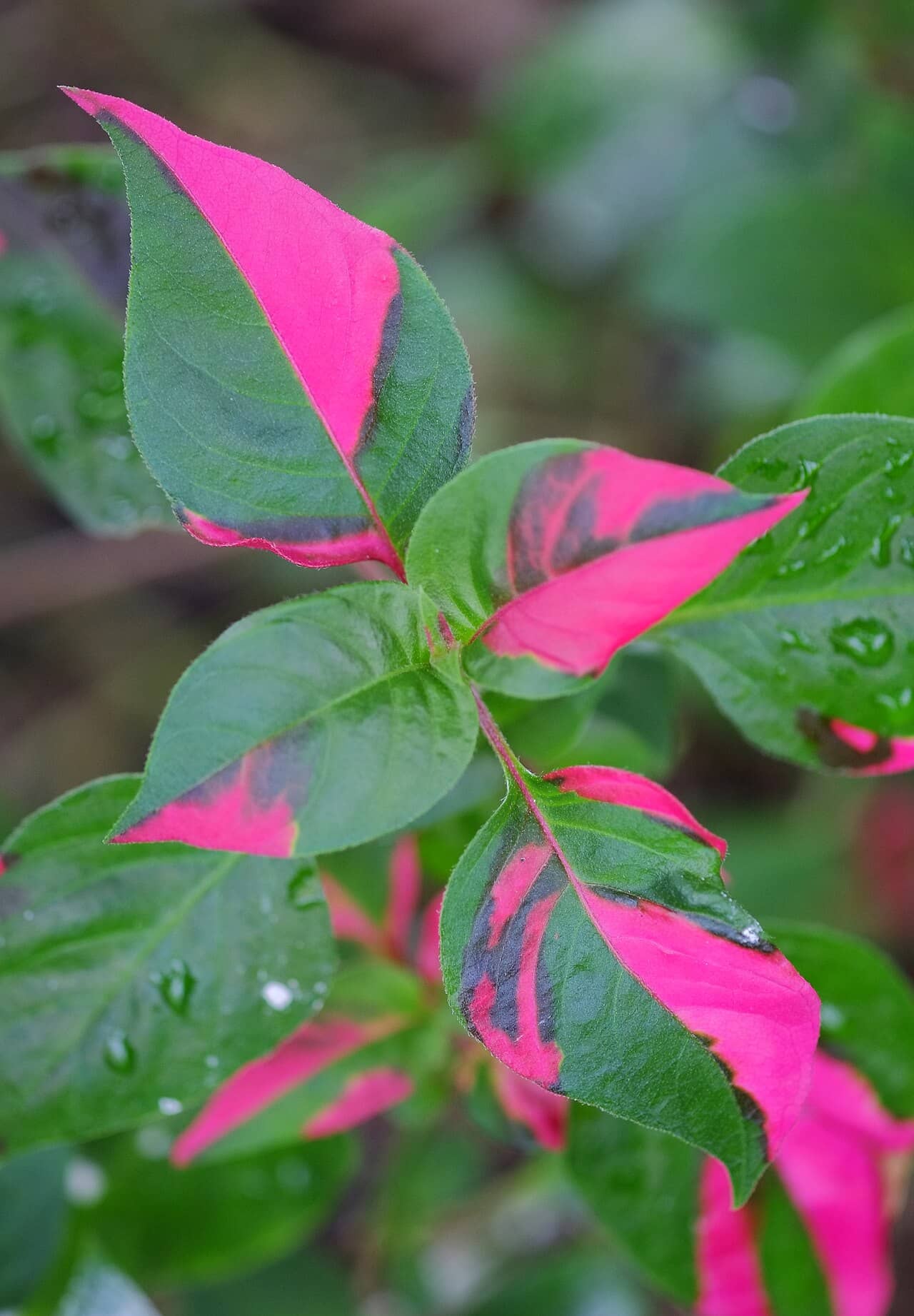 Close view of Joseph's Coat (Alternanthera ficoidea) foliage.