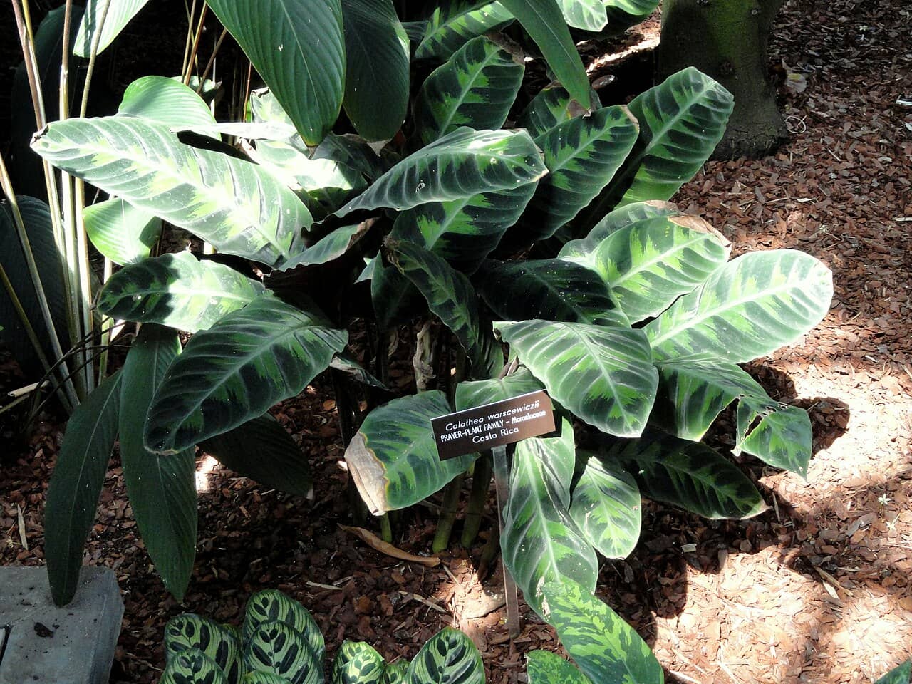 Jungle Velvet Calathea (Goeppertia warszewiczii), the whole plant.