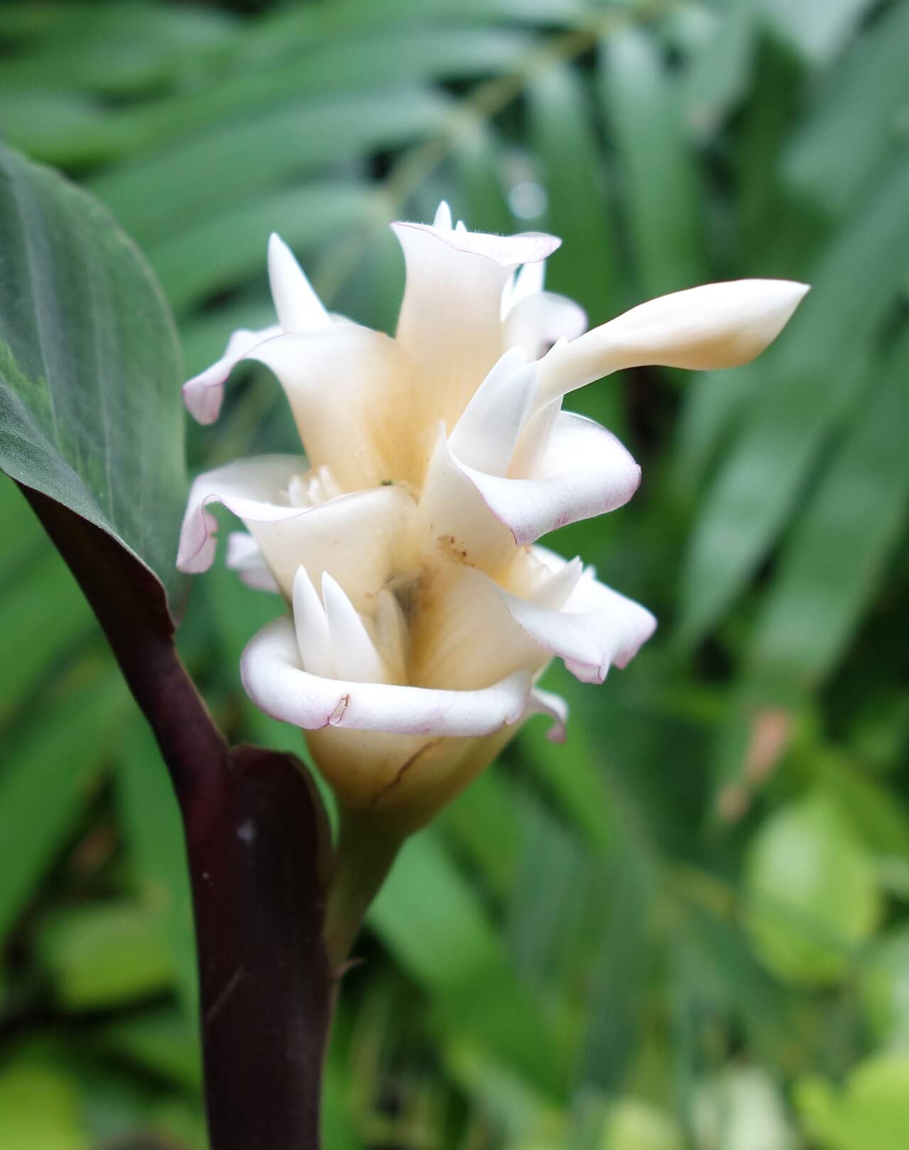 Flowers of Jungle Velvet Calathea (Goeppertia warszewiczii).