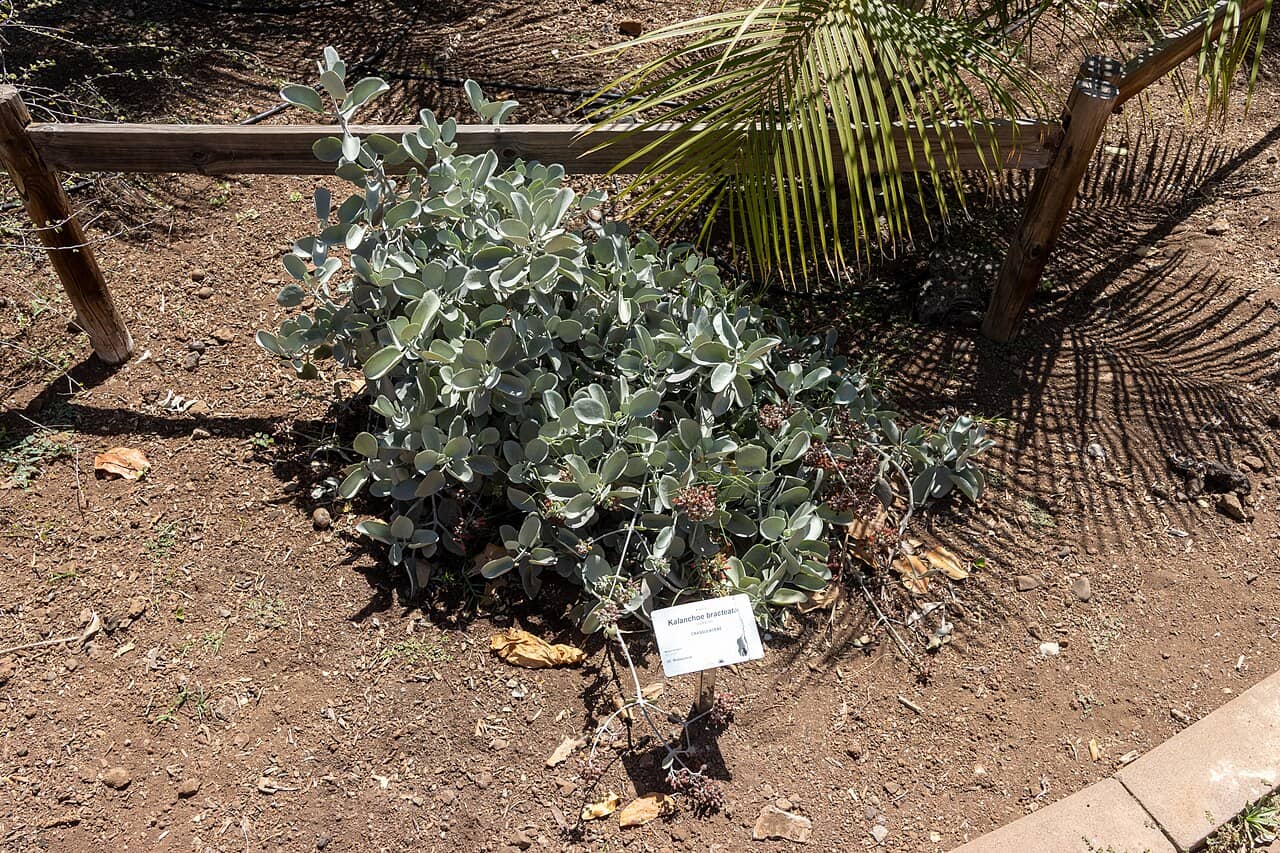 Silver Spoons (Kalanchoe bracteata), the whole plant.
