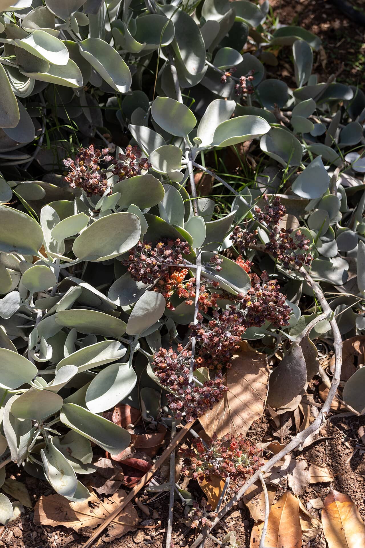 Close view of Silver Spoons (Kalanchoe bracteata) foliage.