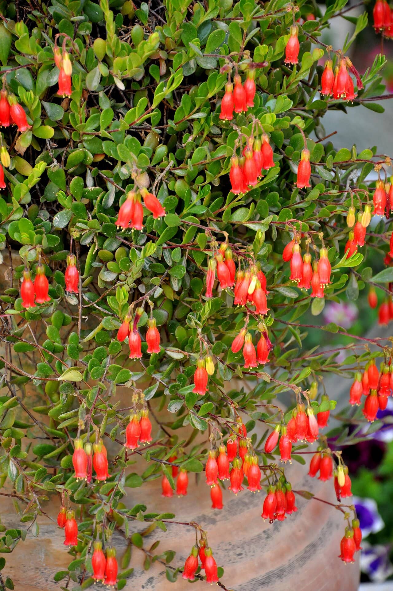 Kalanchoe manginii (Kalanchoe manginii), the whole plant.