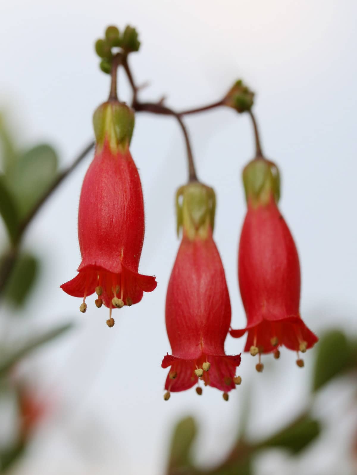 Flowers of Kalanchoe manginii (Kalanchoe manginii).
