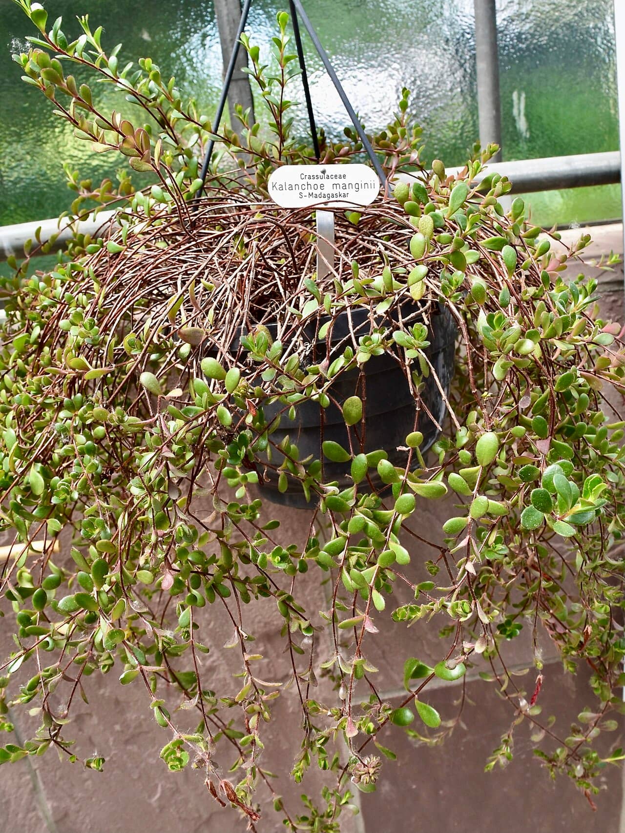 Kalanchoe manginii (Kalanchoe manginii) growing in a pot.