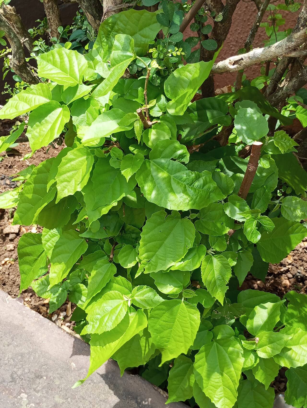 Kangaroo Vine (Apocissus antarctica), the whole plant.