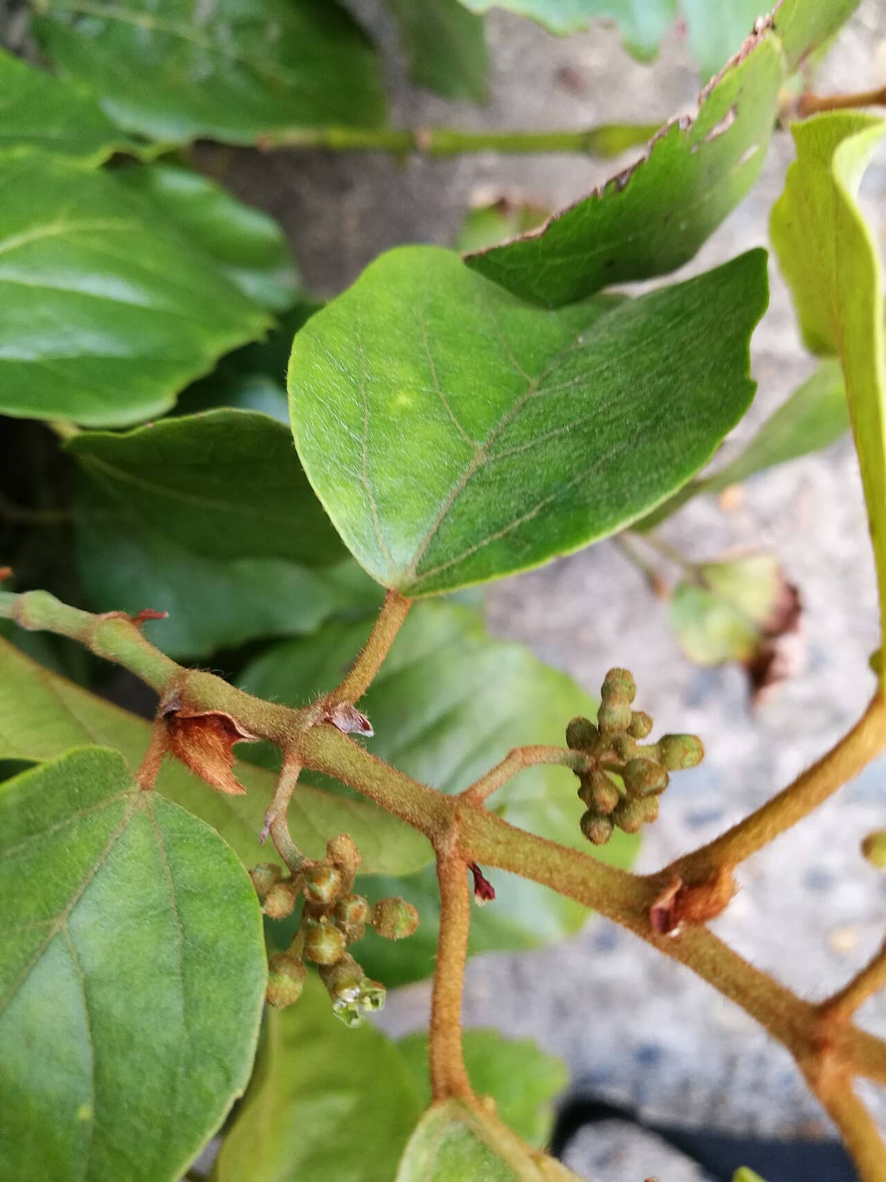 Close view of Kangaroo Vine (Apocissus antarctica) foliage.