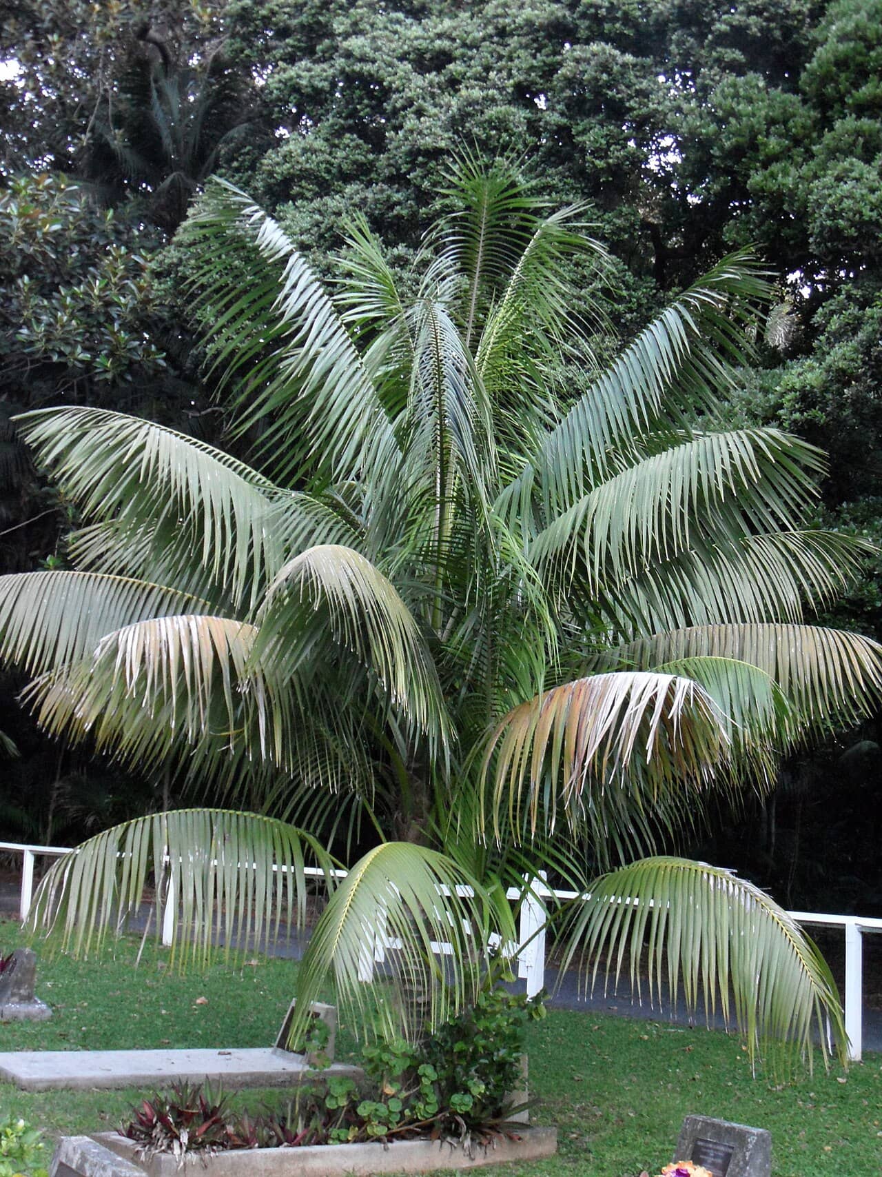 Kentia palm (Howea forsteriana), the whole plant.