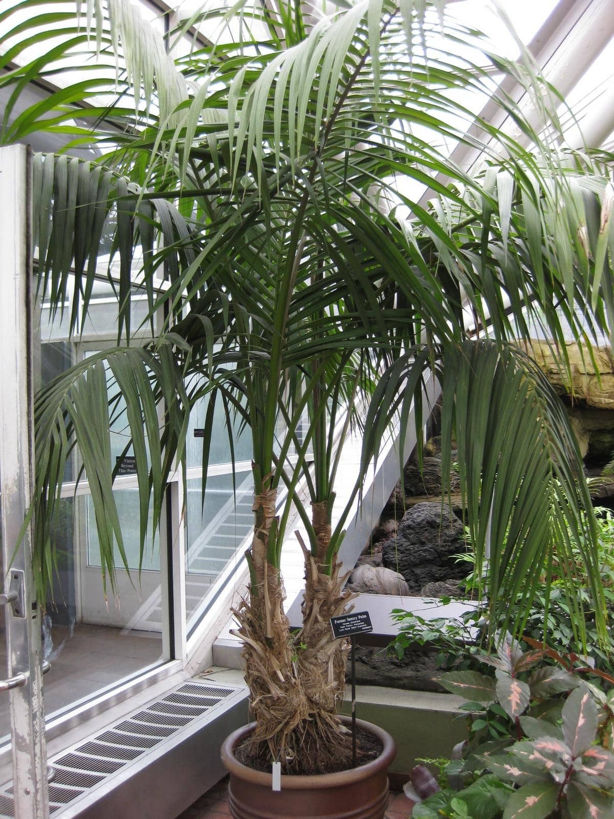 Kentia palm (Howea forsteriana) growing in a pot.