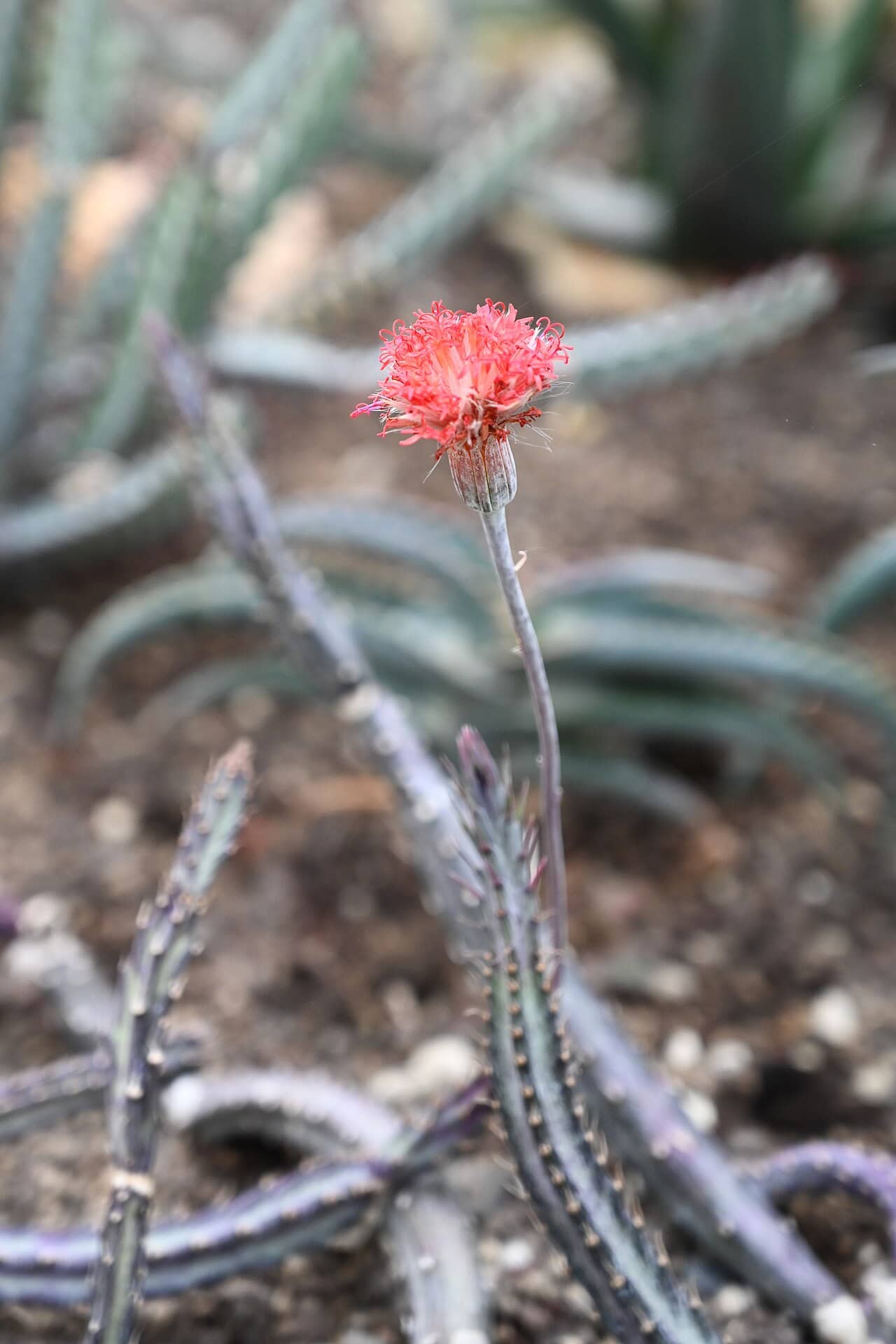 Candle Plant (Kleinia stapeliiformis), the whole plant.