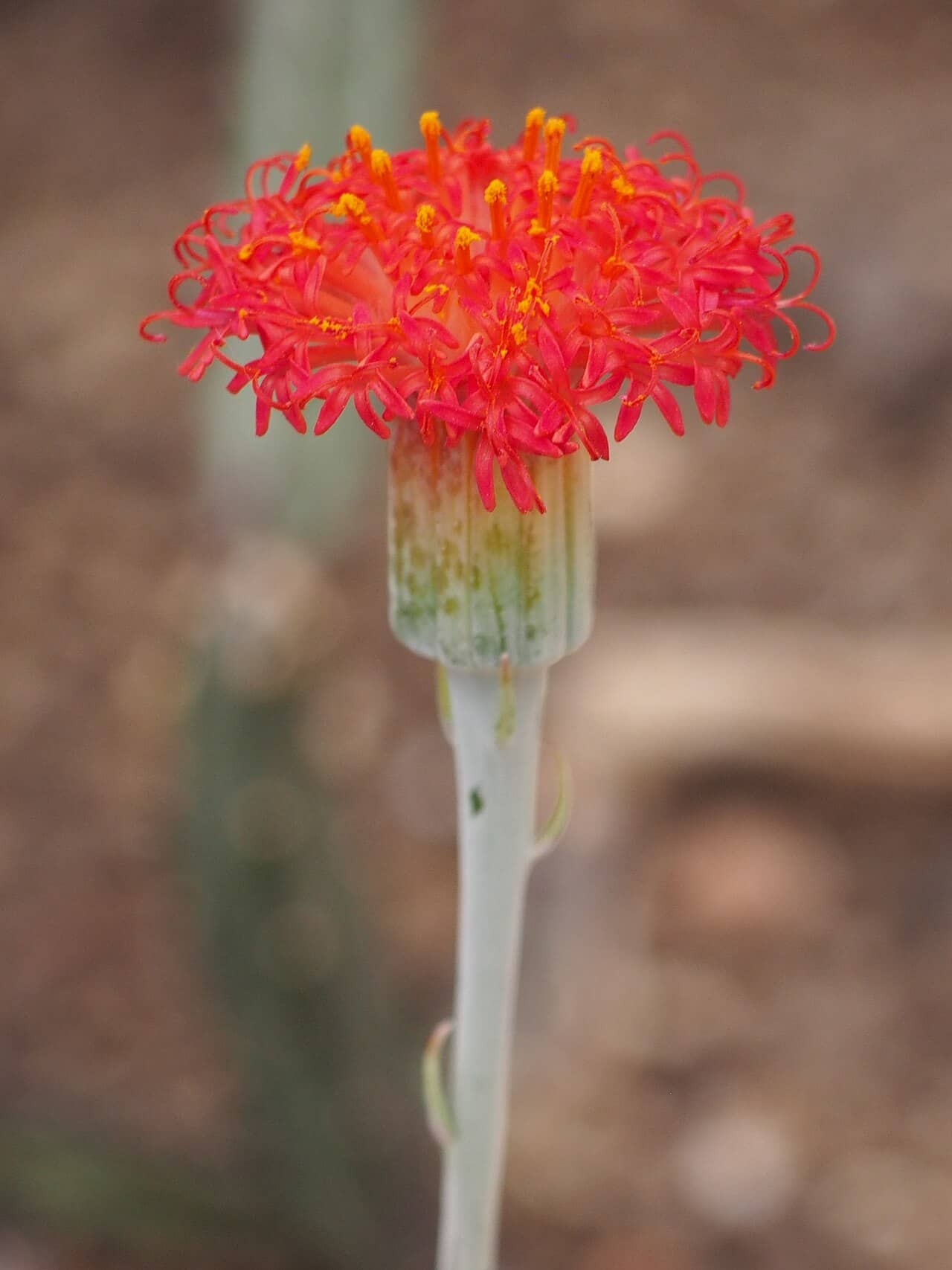 Flowers of Candle Plant (Kleinia stapeliiformis).