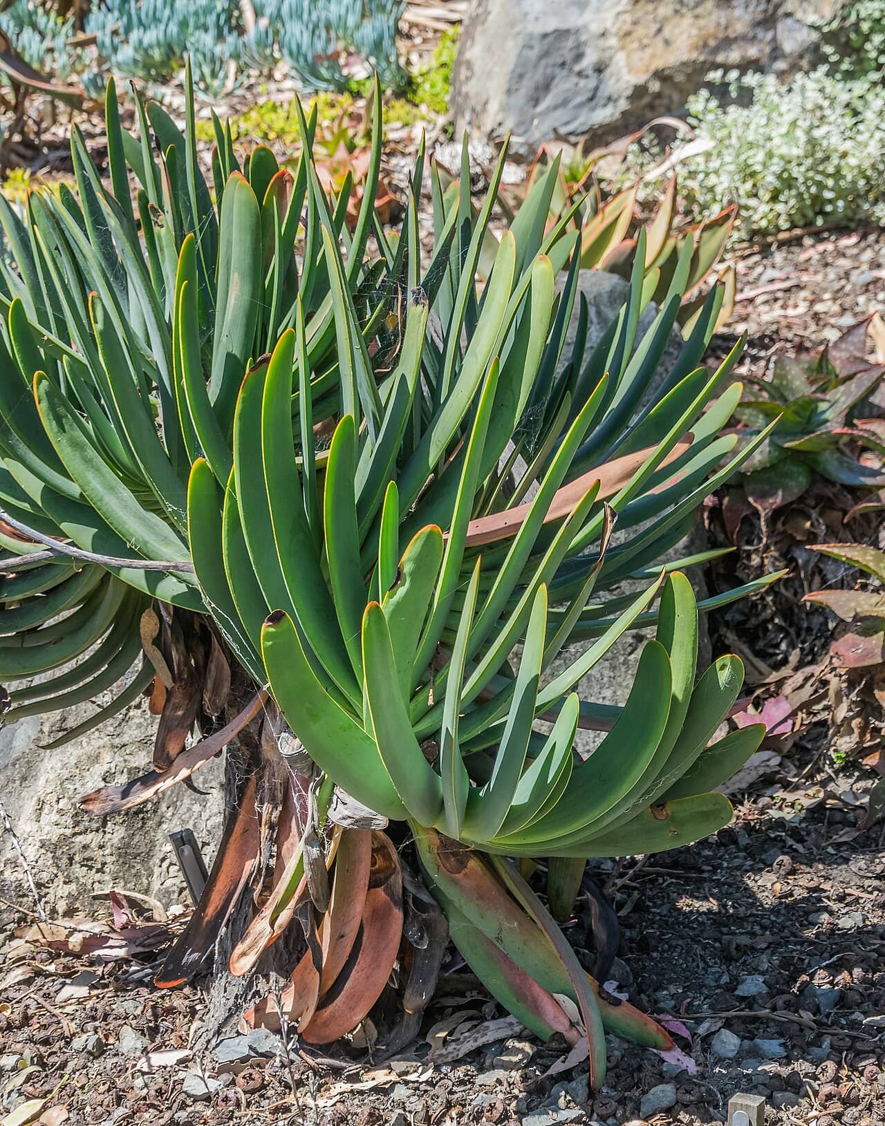 Kumara plicatilis (Kumara plicatilis), the whole plant.
