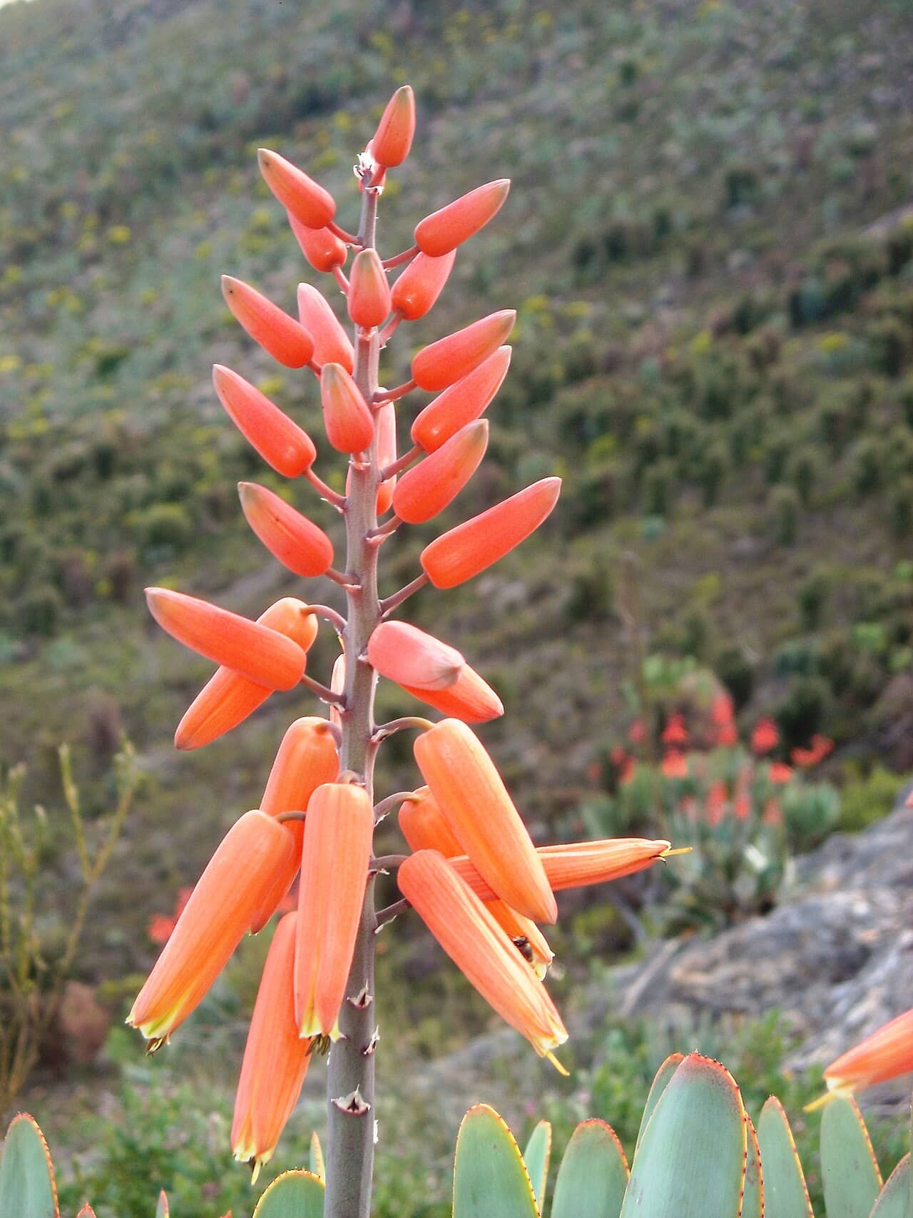 Flowers of Kumara plicatilis (Kumara plicatilis).