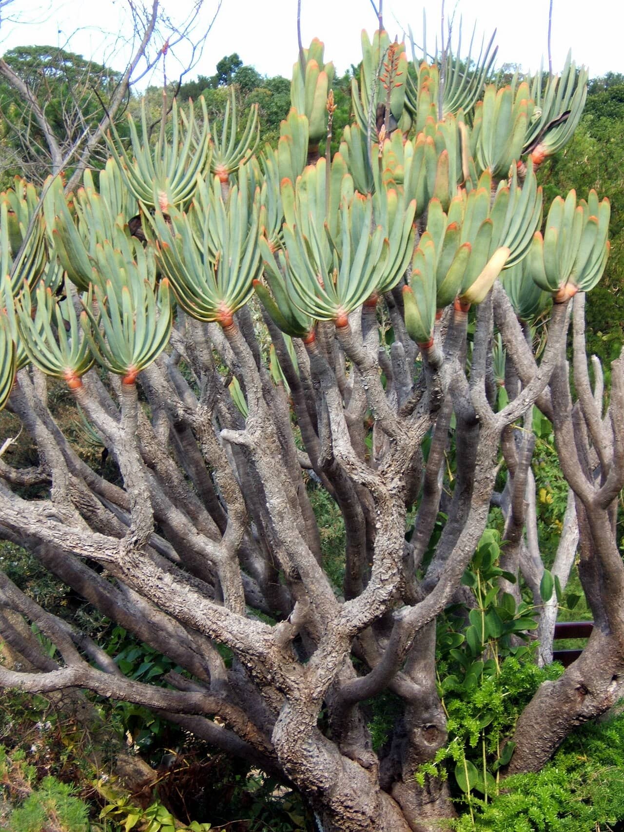 Kumara plicatilis (Kumara plicatilis) growing wild.