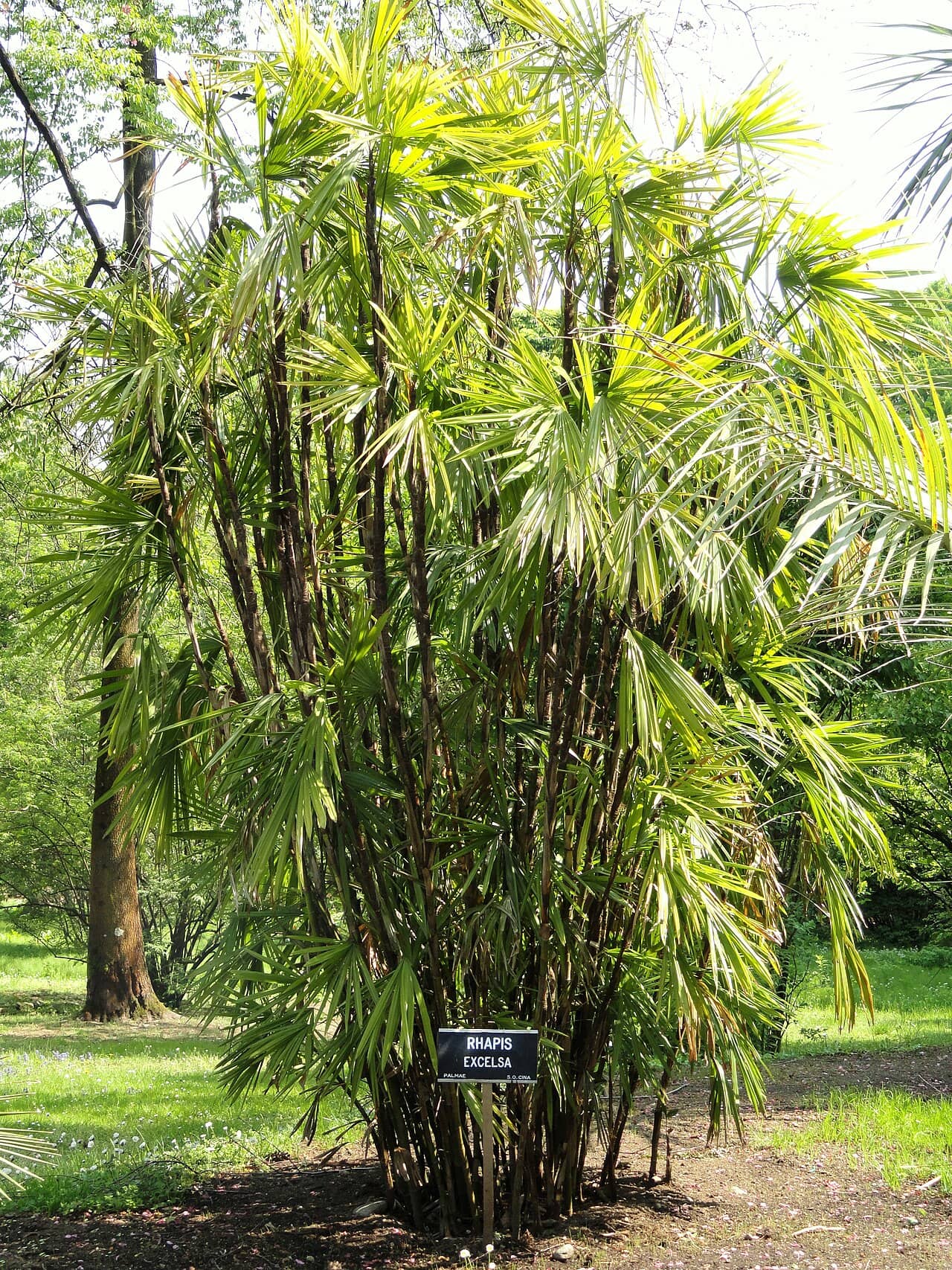 Lady palm (Rhapis excelsa), the whole plant.