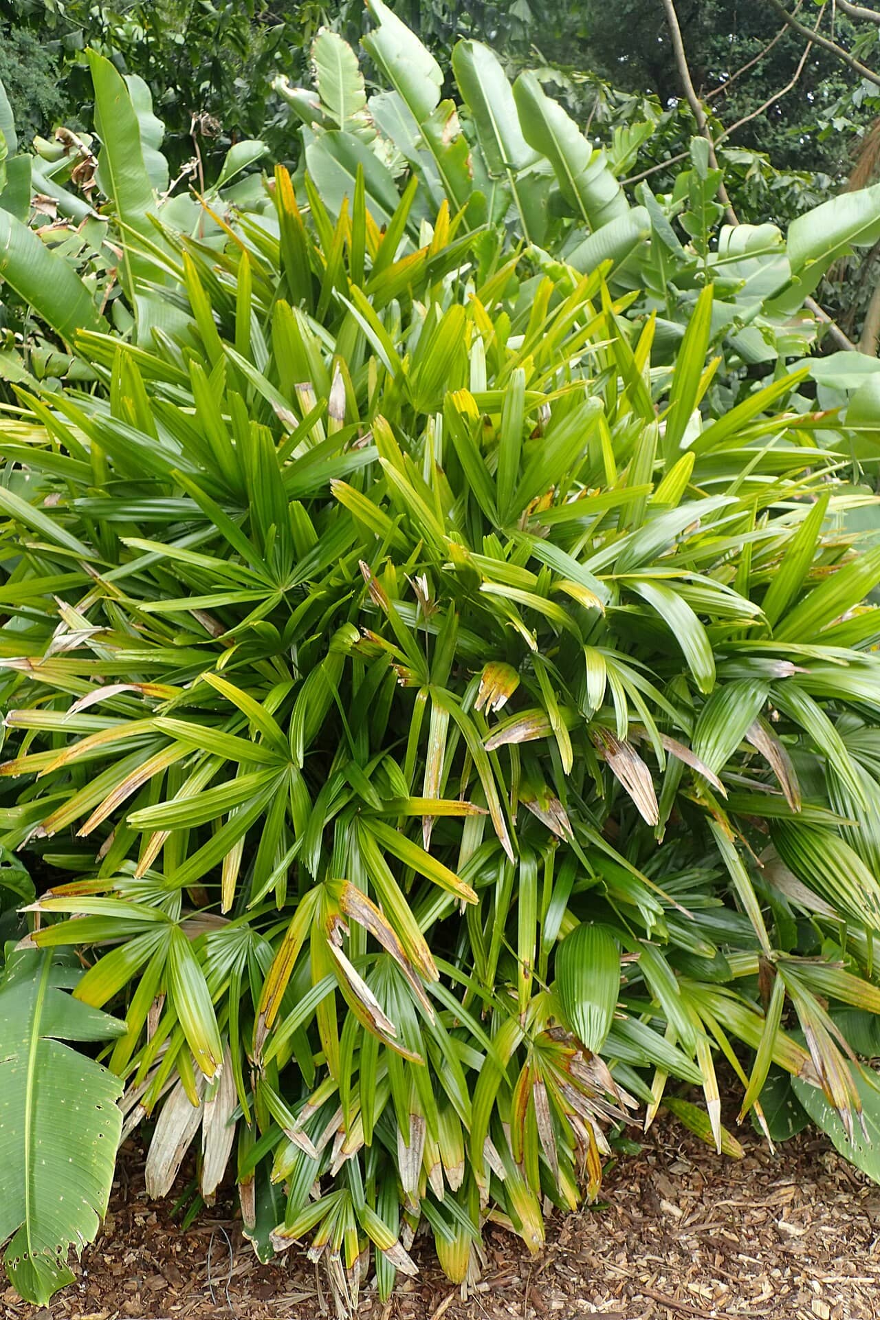 Close view of Lady palm (Rhapis excelsa) foliage.