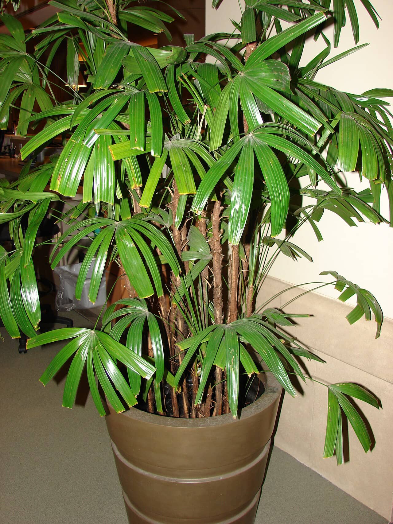 Lady palm (Rhapis excelsa) growing in a pot.
