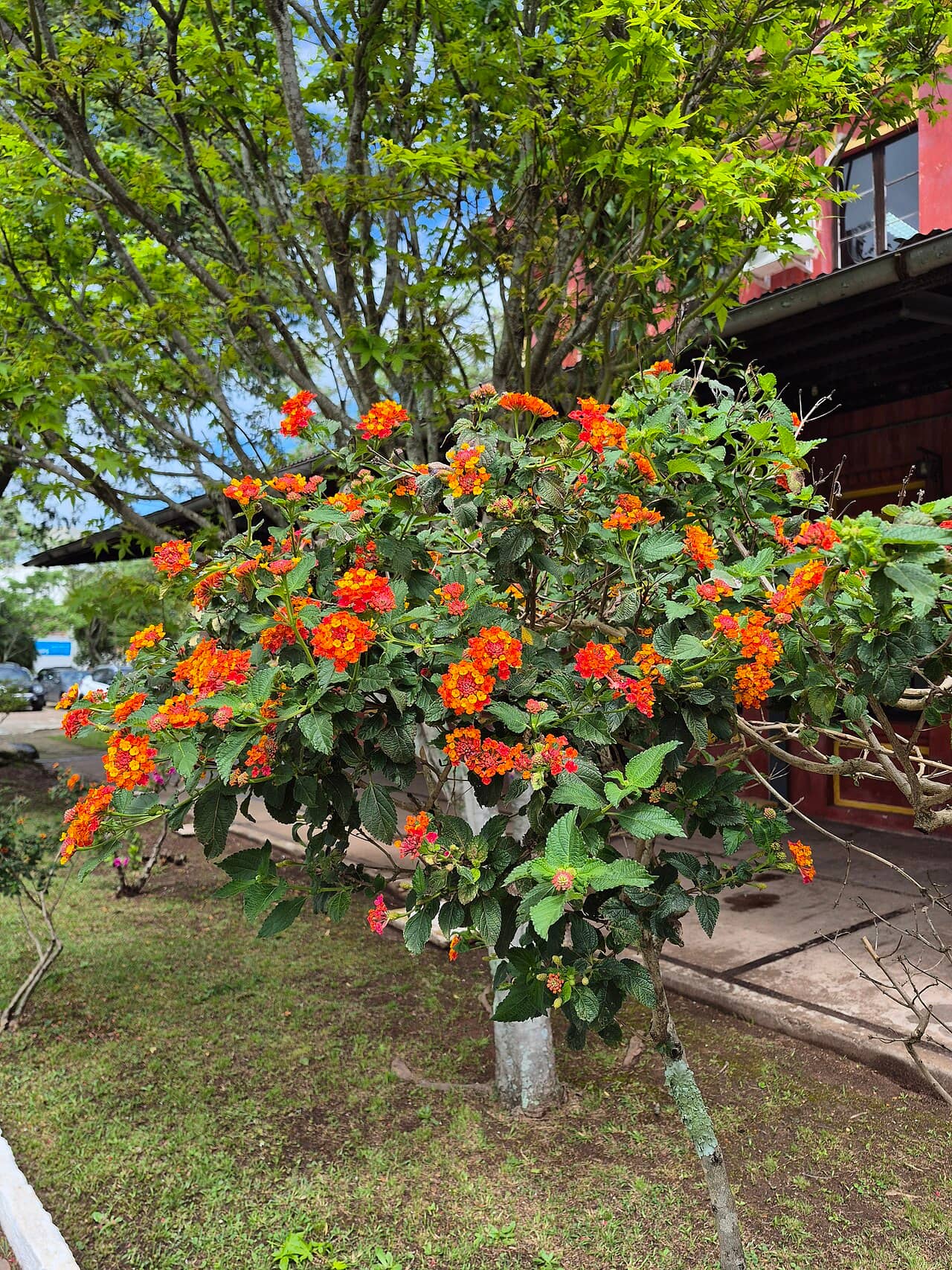 Lantana camara (Lantana camara), the whole plant.