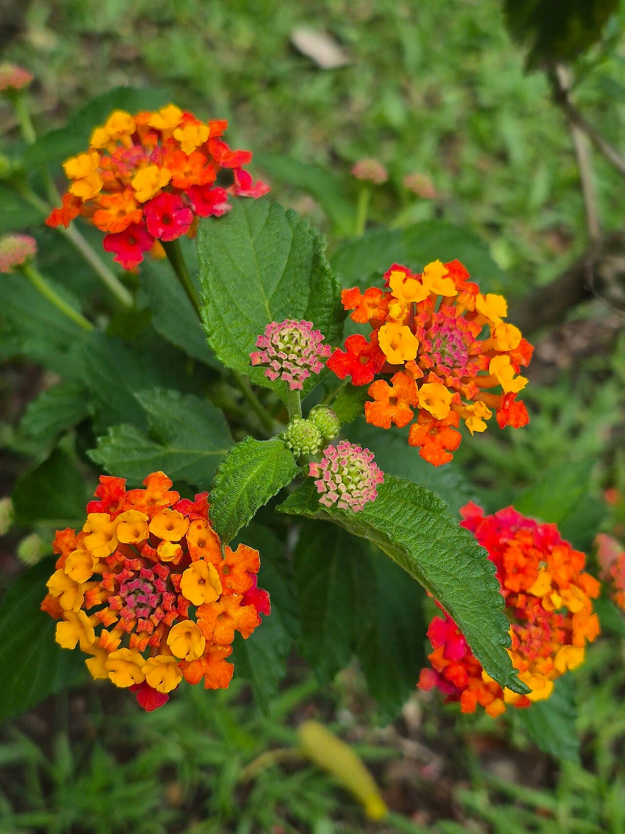 Flowers of Lantana camara (Lantana camara).