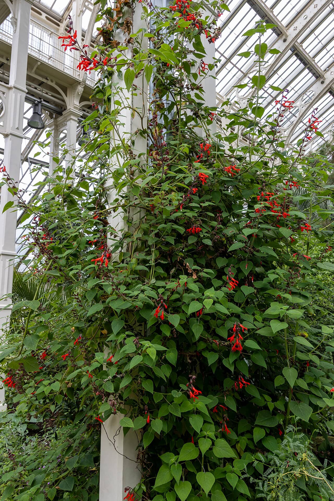 Lapageria rosea (Lapageria rosea), the whole plant.