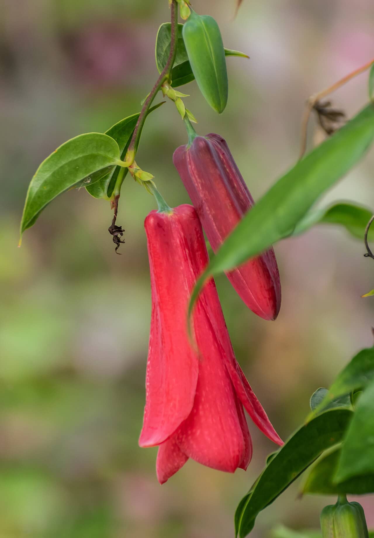 Flowers of Lapageria rosea (Lapageria rosea).