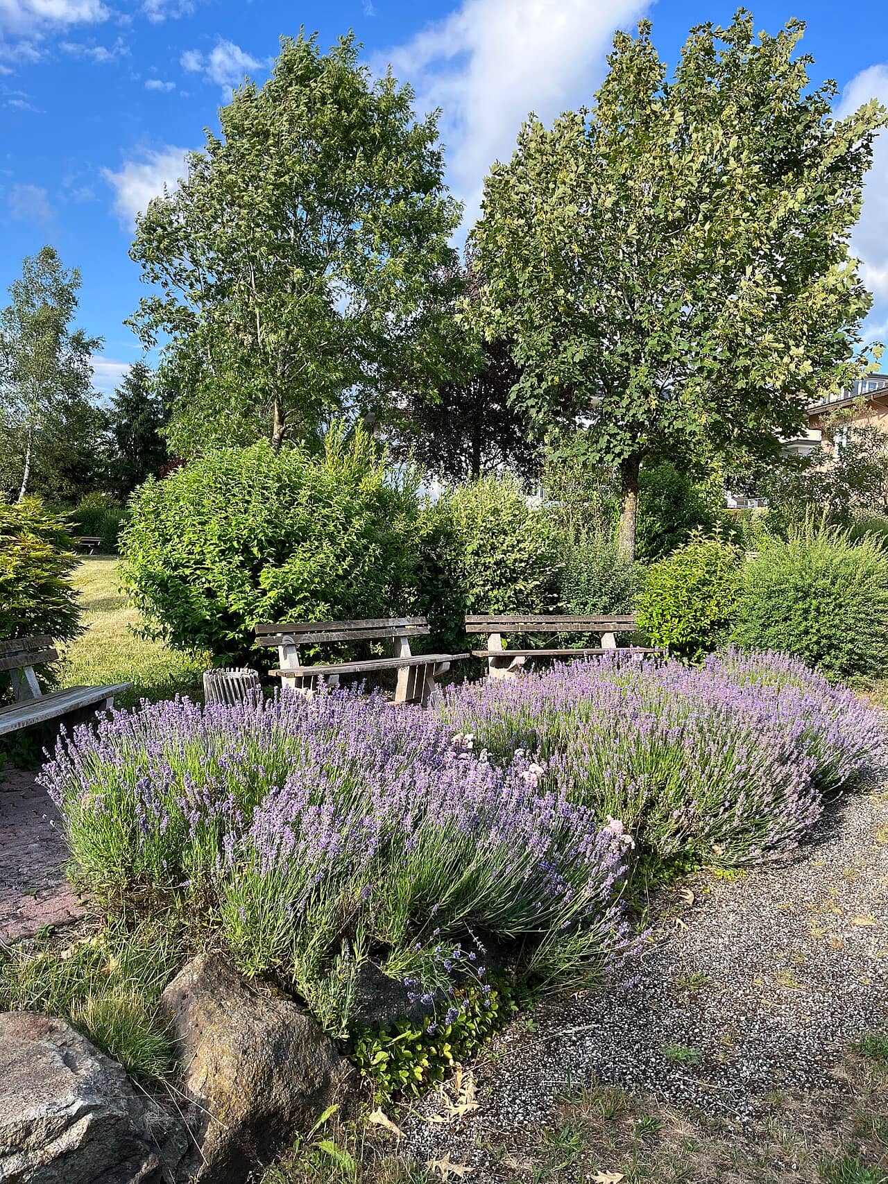 English lavender (Lavandula angustifolia), the whole plant.