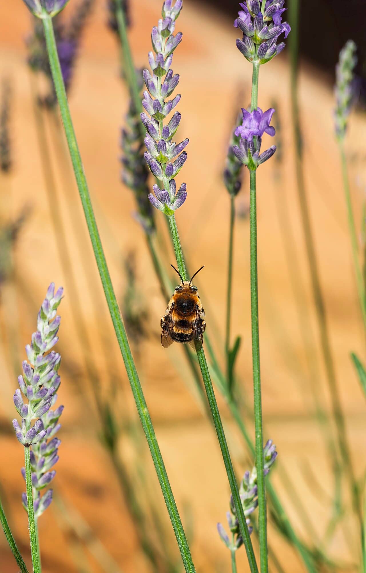 Flowers of English lavender (Lavandula angustifolia).