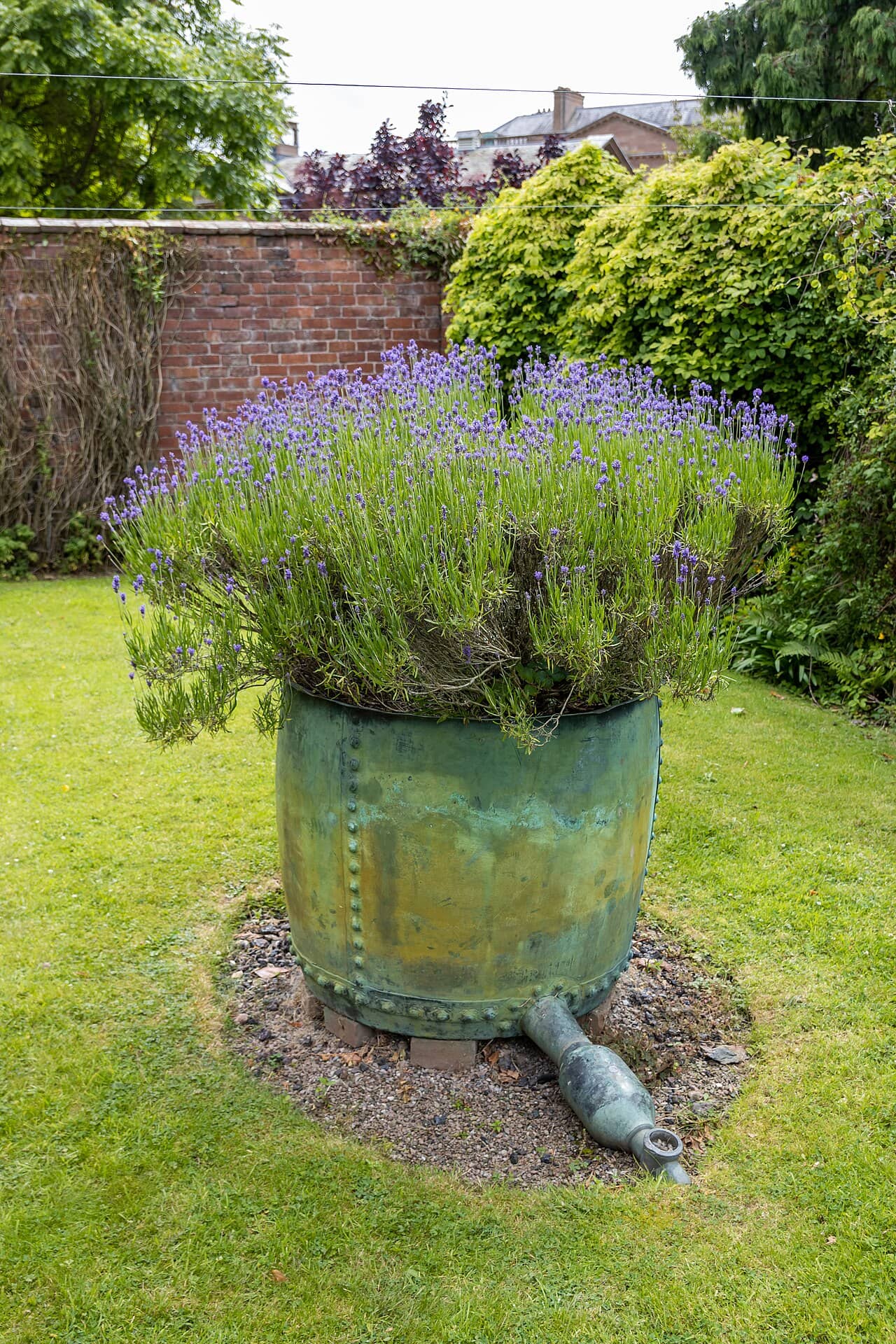 English lavender (Lavandula angustifolia) growing in a pot.