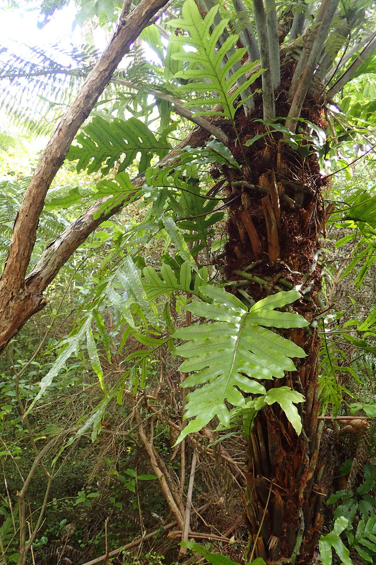 Kangaroo Fern (Lecanopteris pustulata), the whole plant.